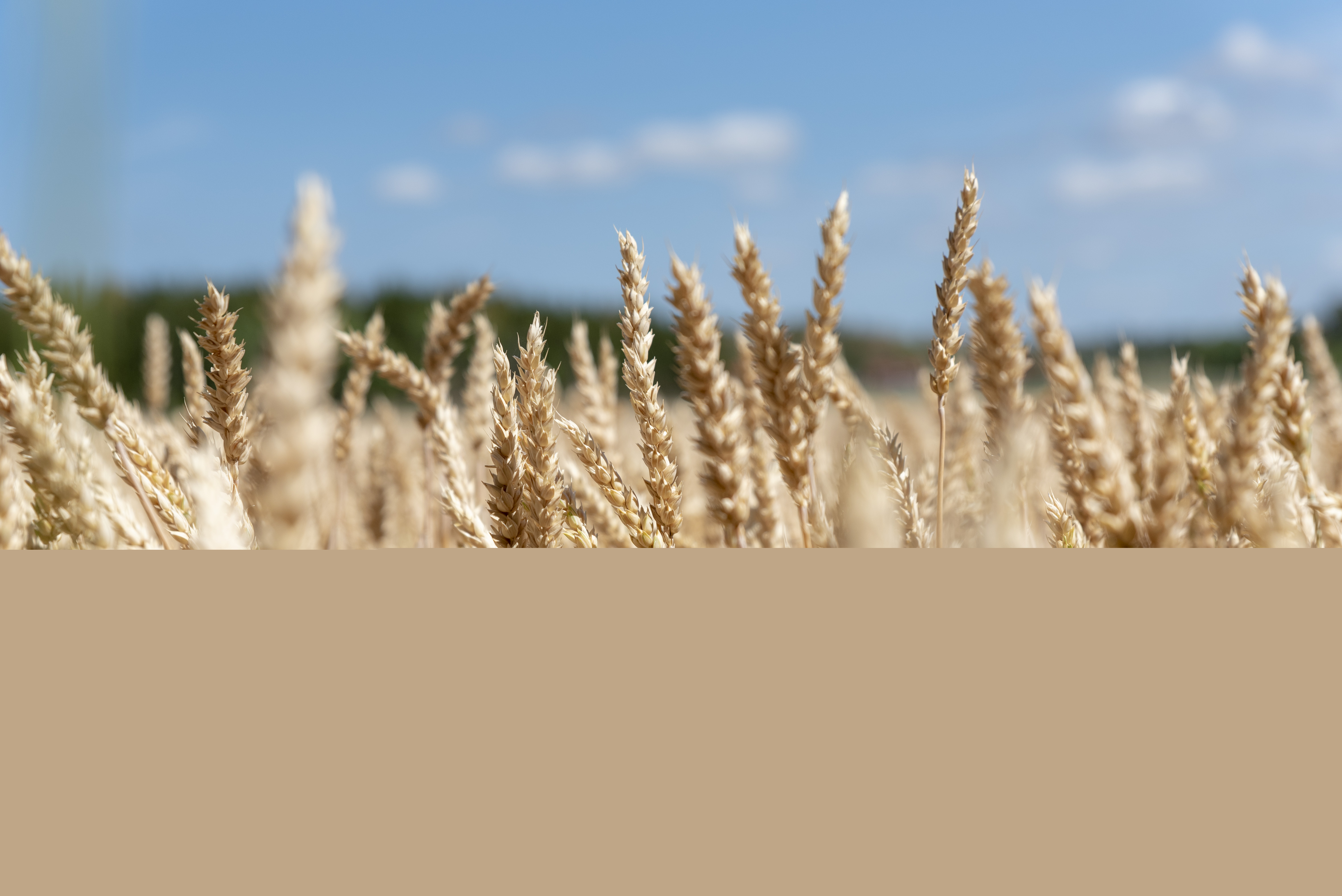 Närbild på vete som växer på en åker.