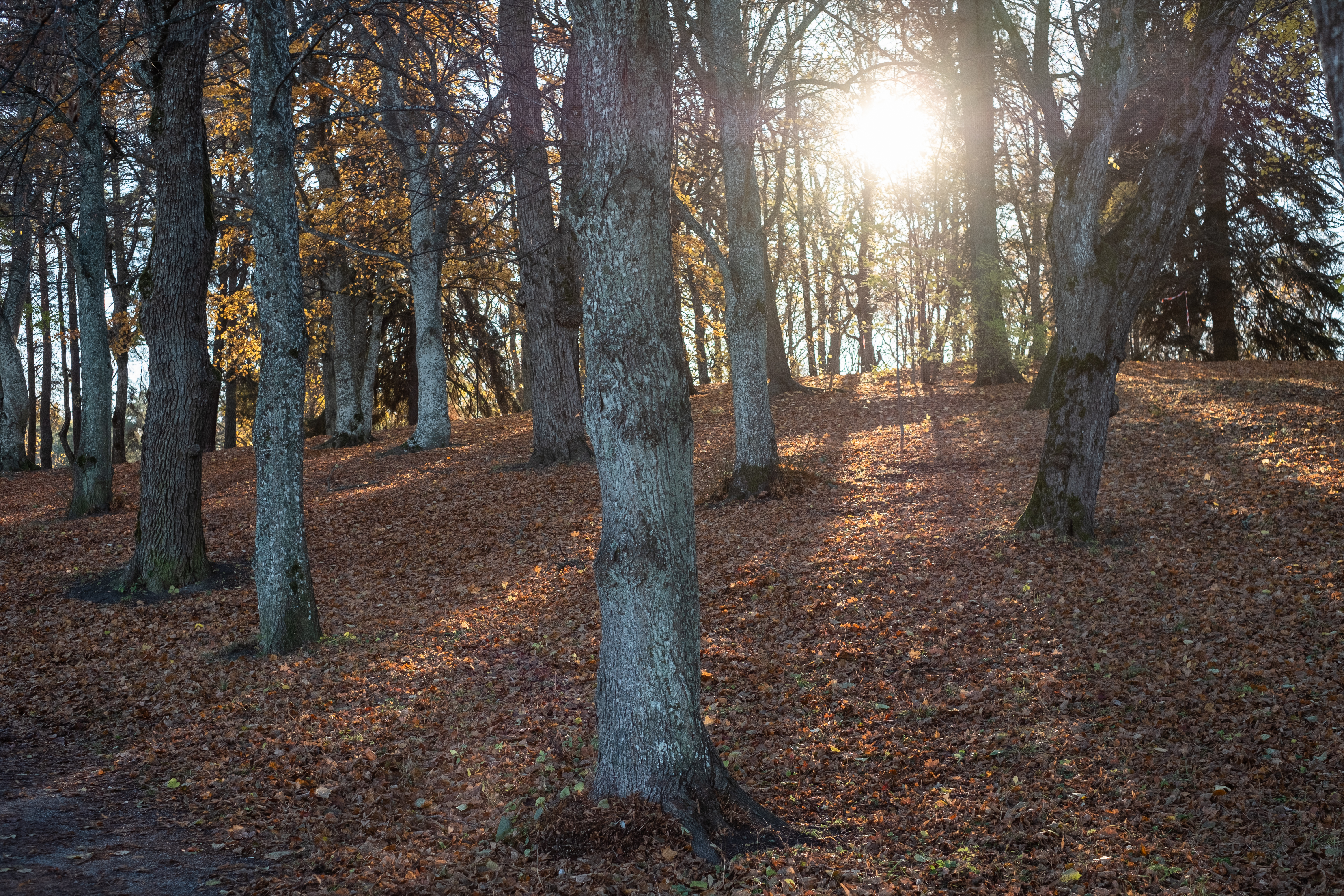 Solen lyser igenom glesa och lövlösa höstträd.