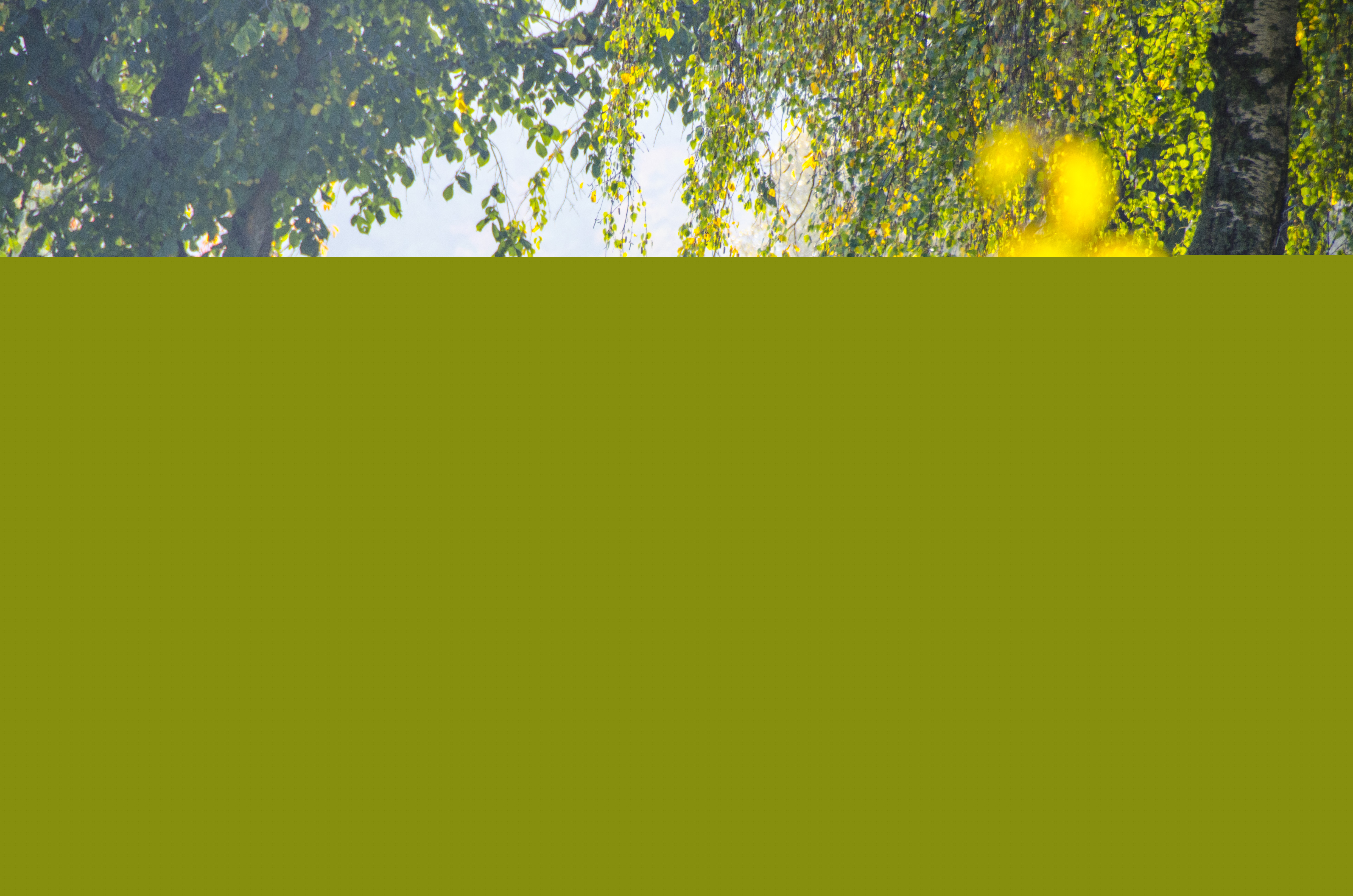 En kyrkogård i solsken.