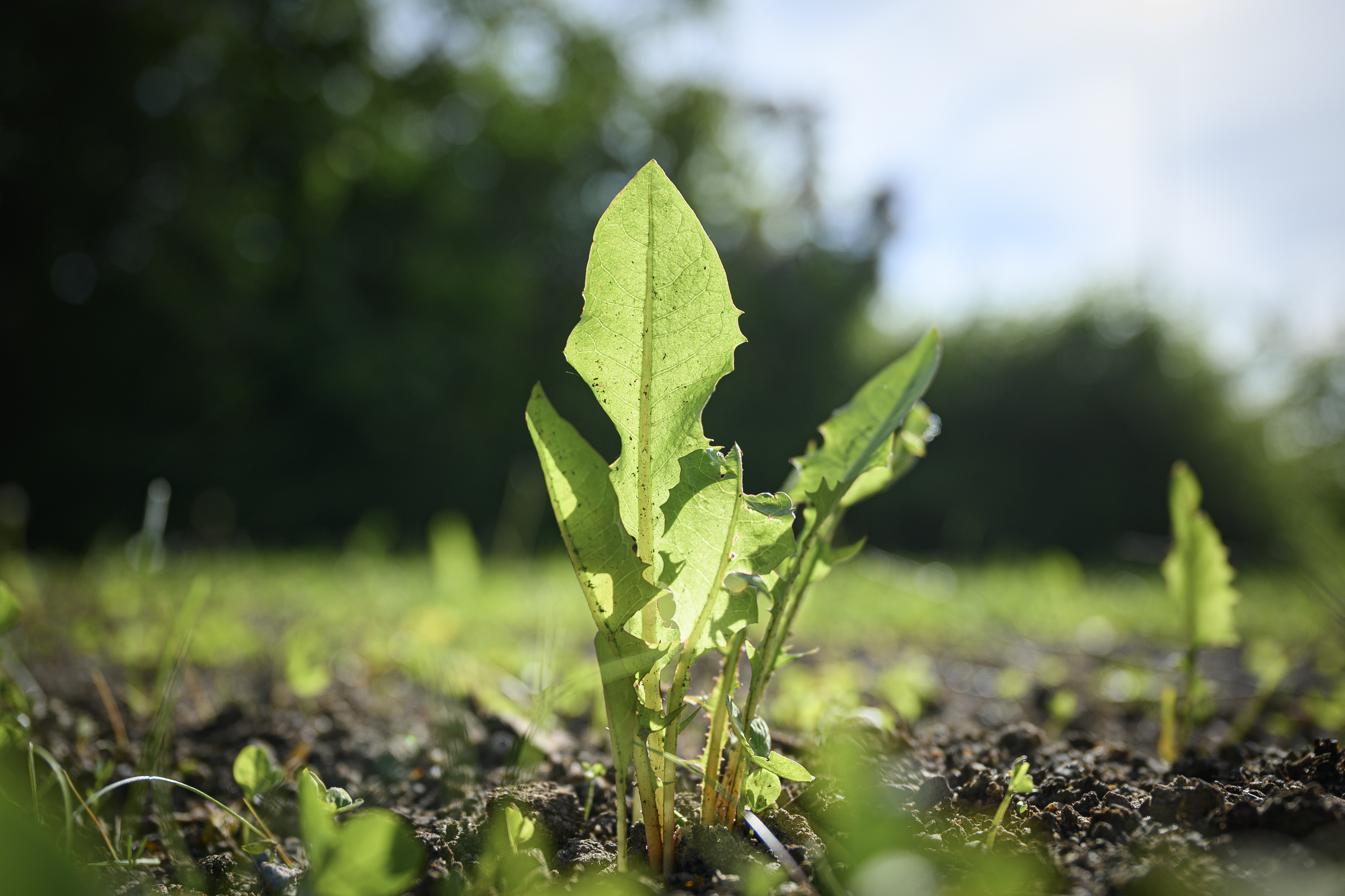 Närbild på maskrosblad som växer upp i jorden.