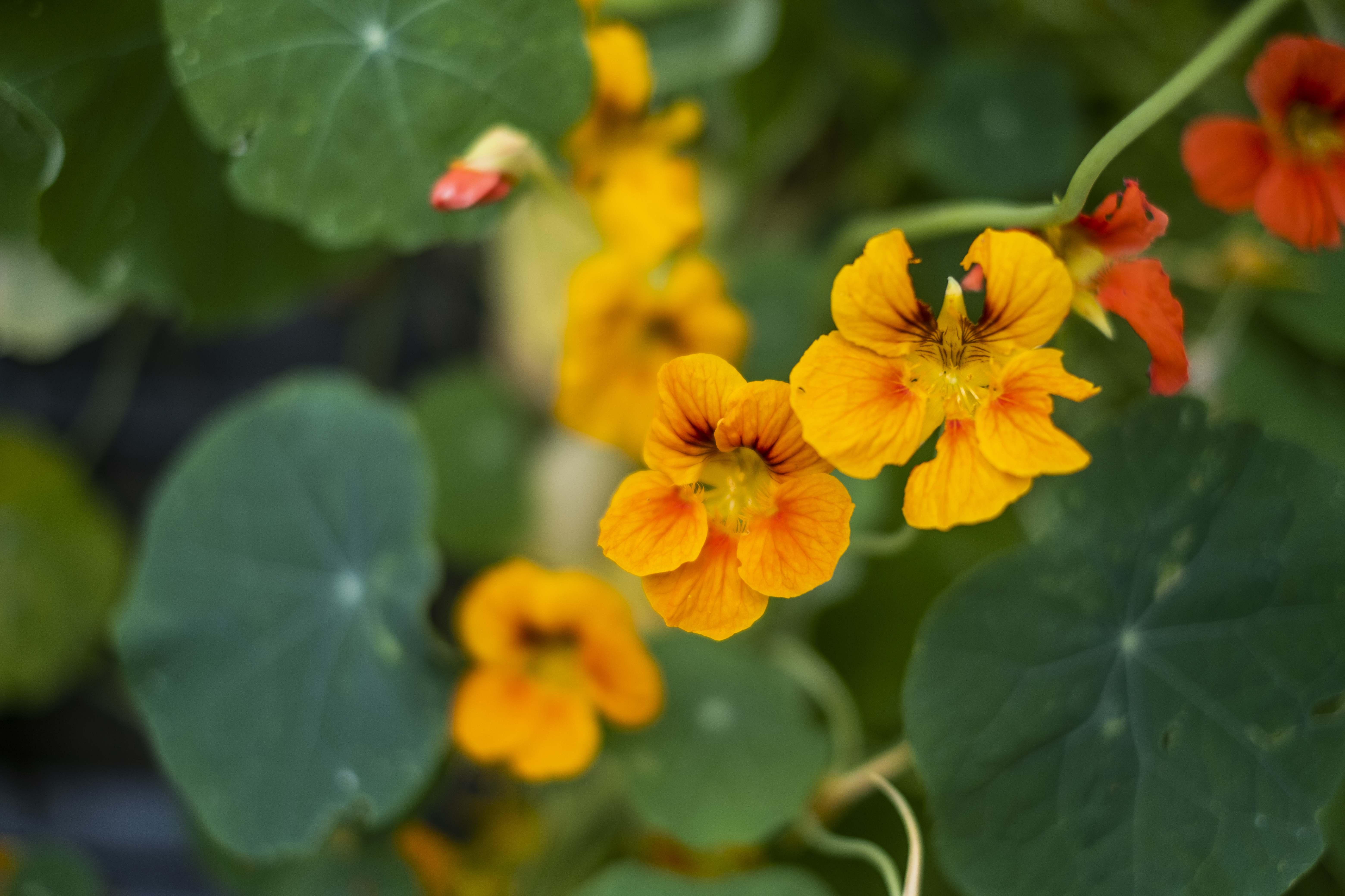 Närbild på röda och gula krasseblommor.