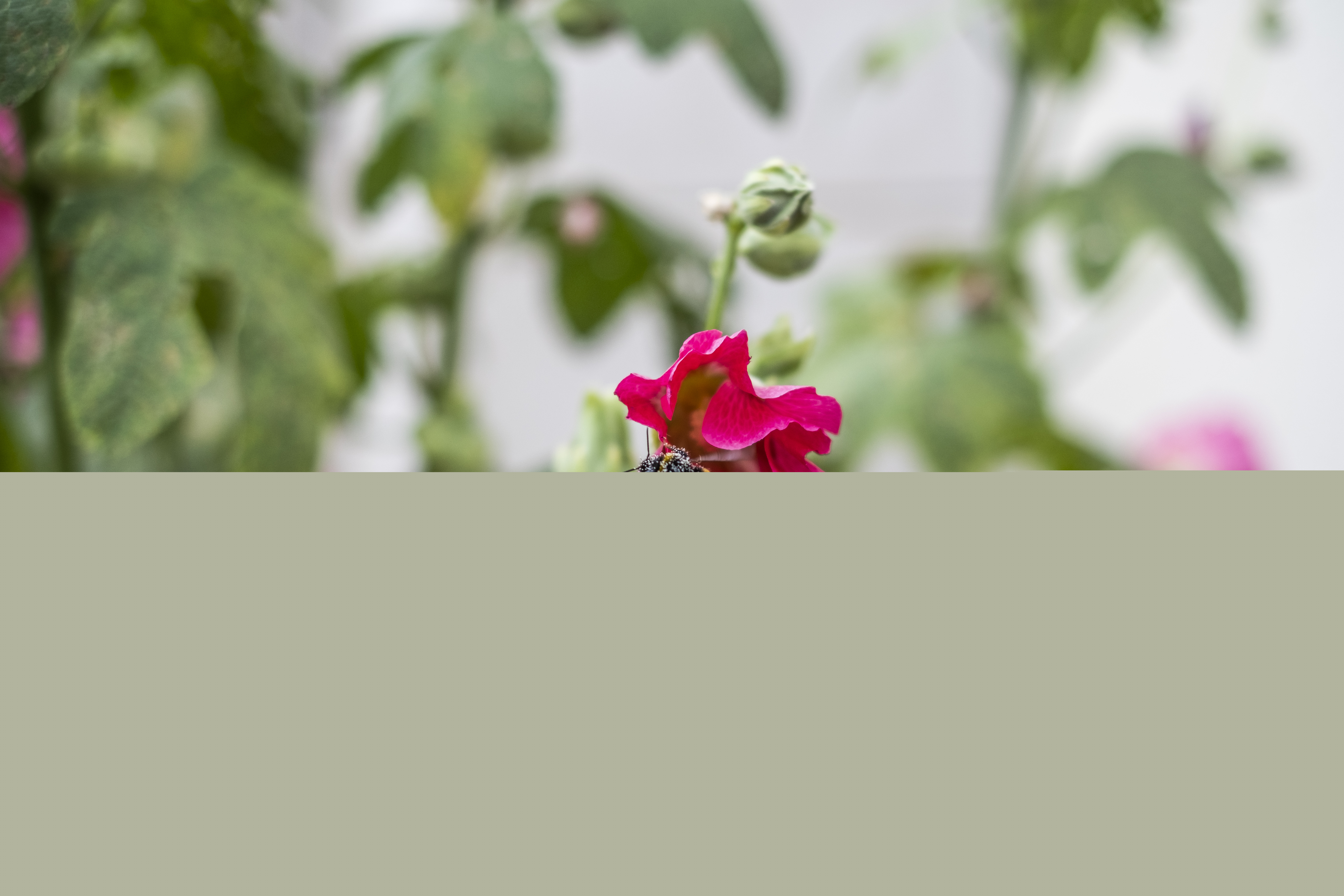 En humla sitter på en blomma.
