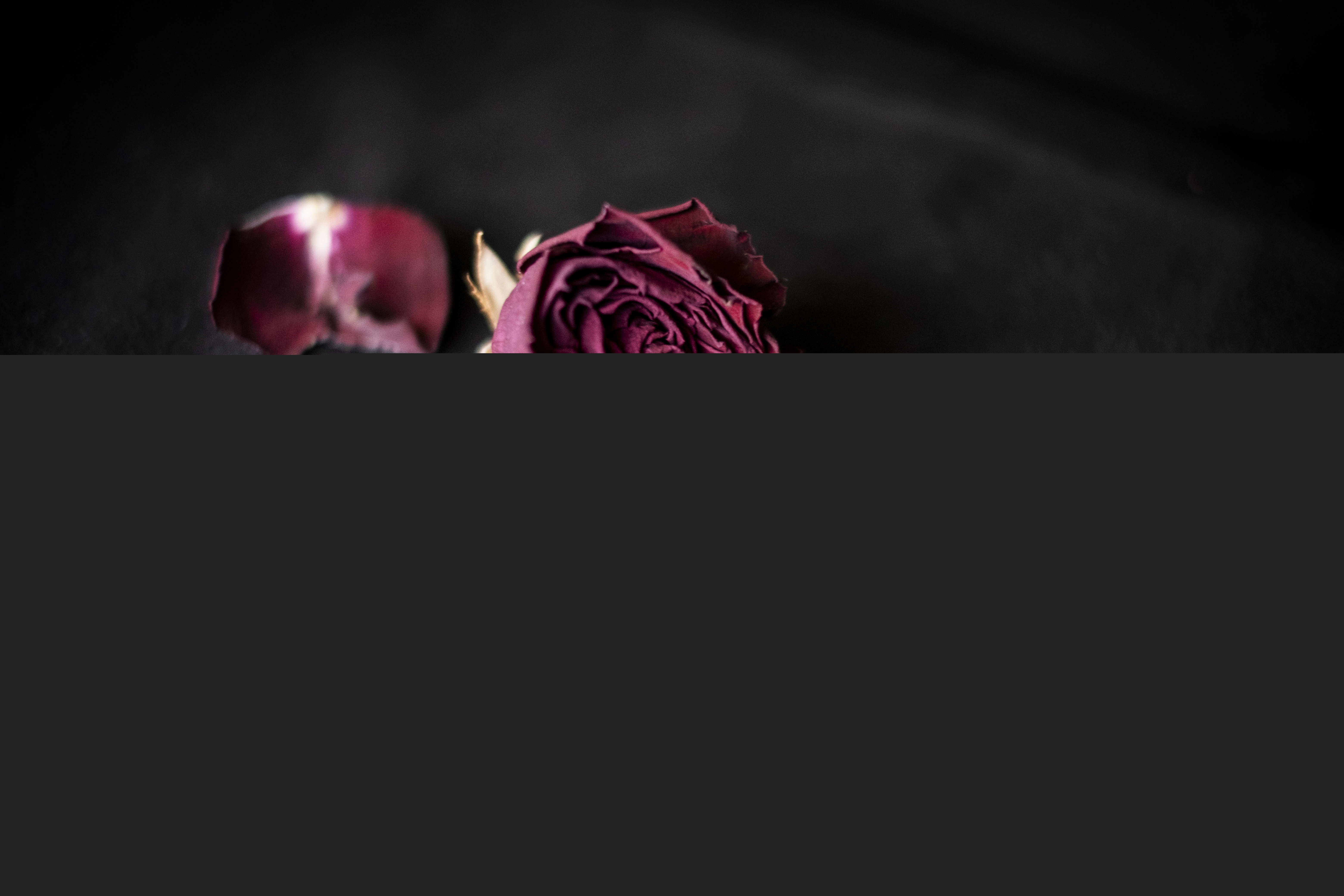 En torkad ros och dess blomblad ligger utspridda.