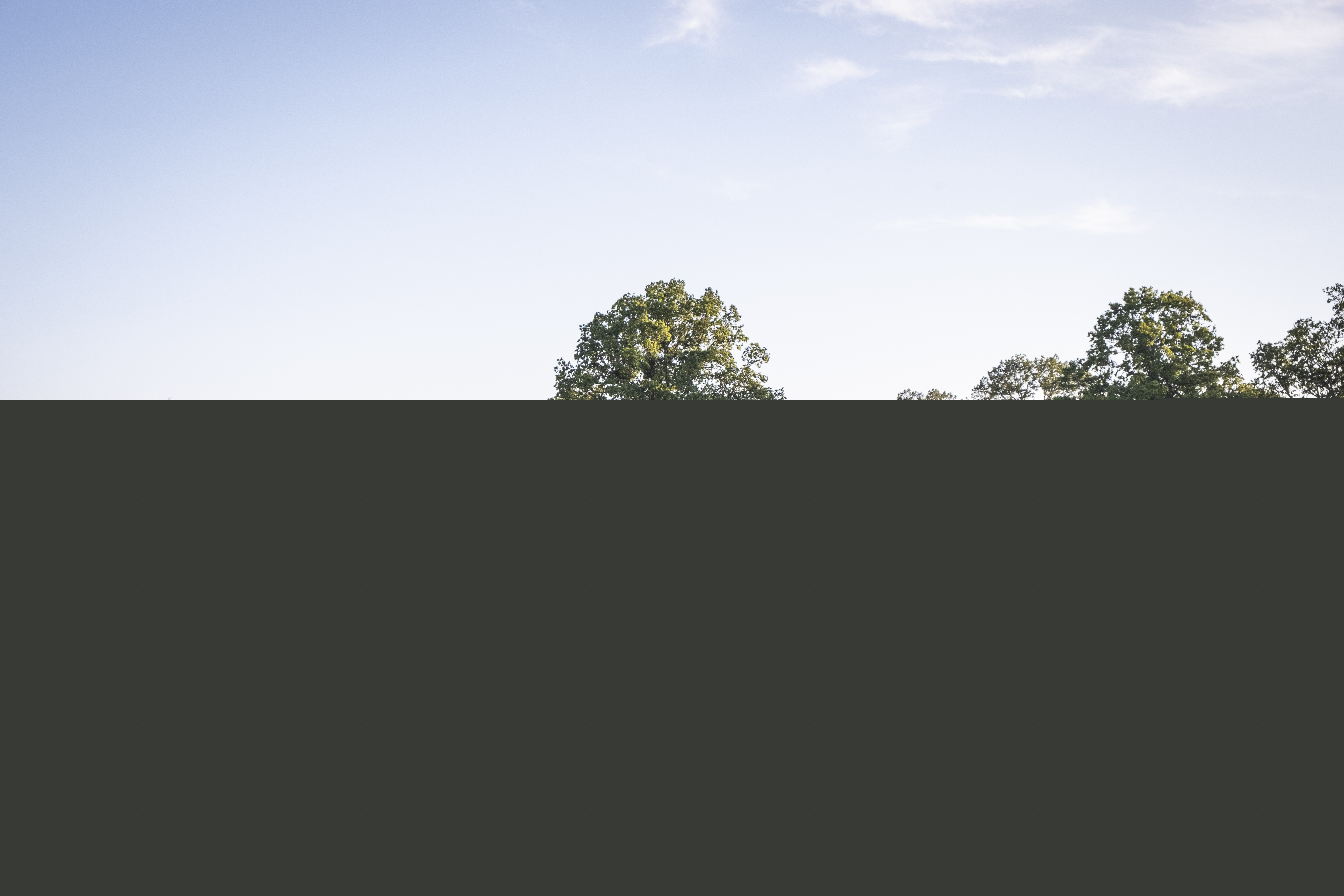 En gräsäng framför en lövskog med stora träd.