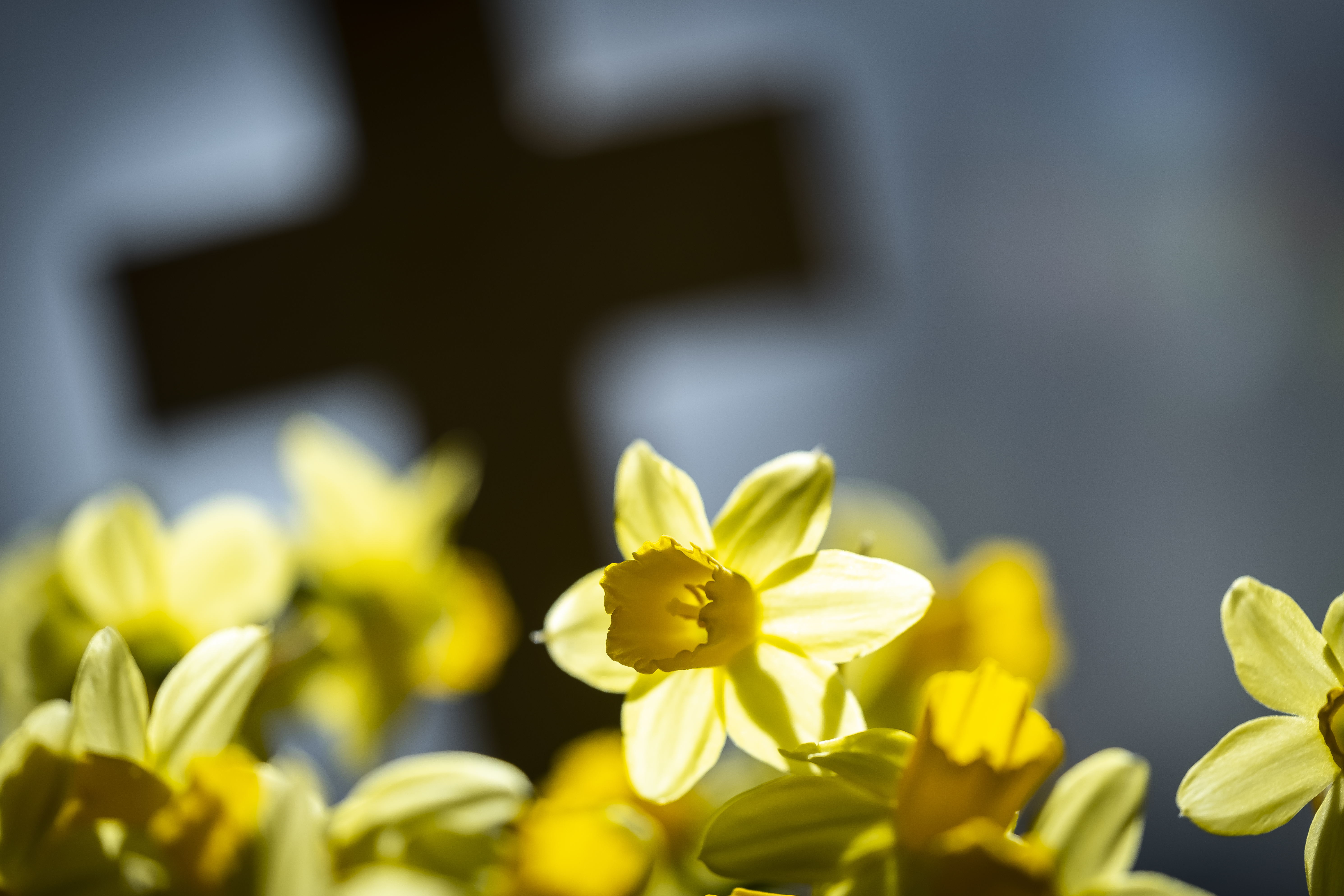 Närbild på påskliljor. Ett kors syns i bakgrunden.