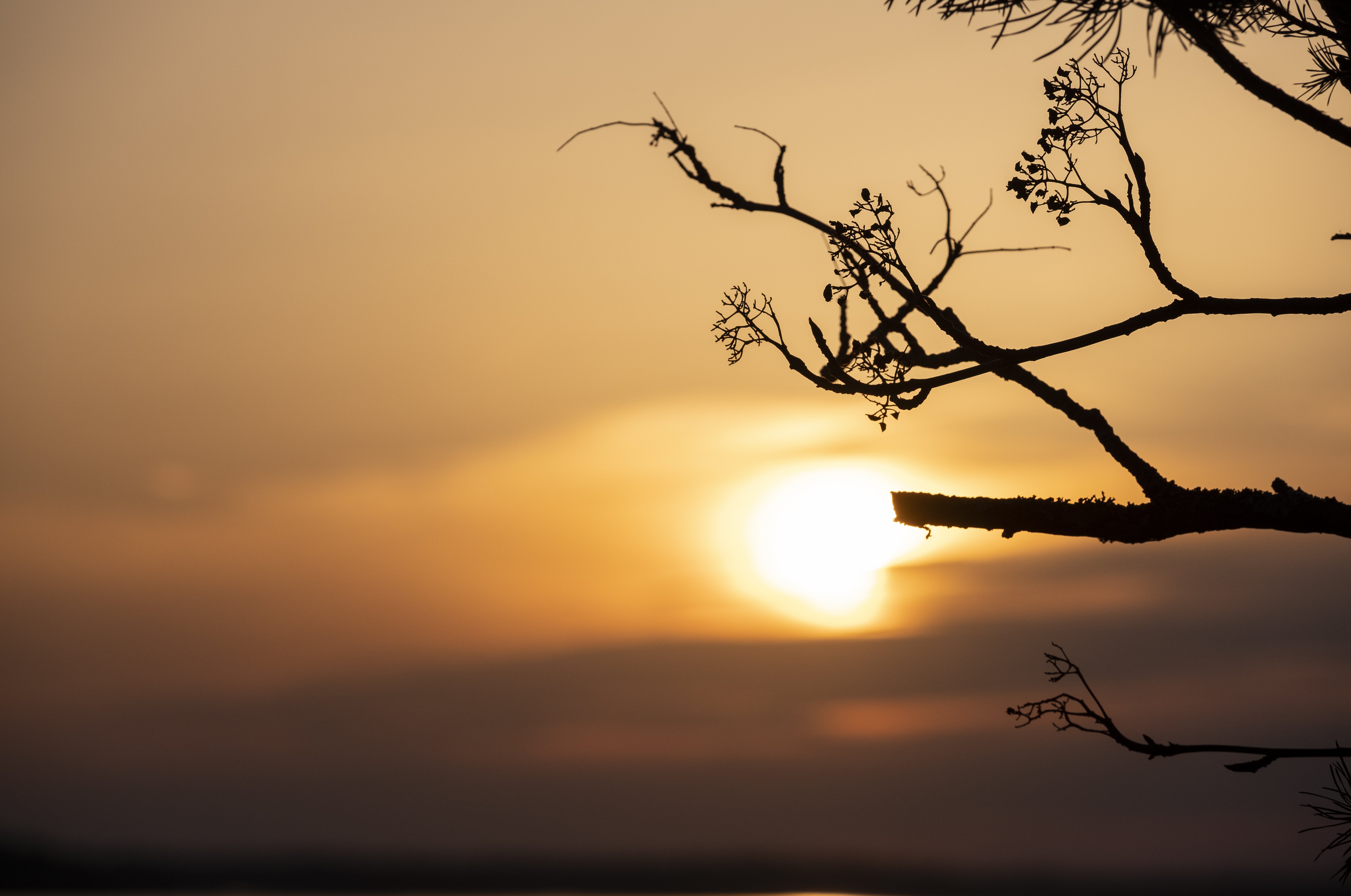 Solnedgång mot en kal kvist.