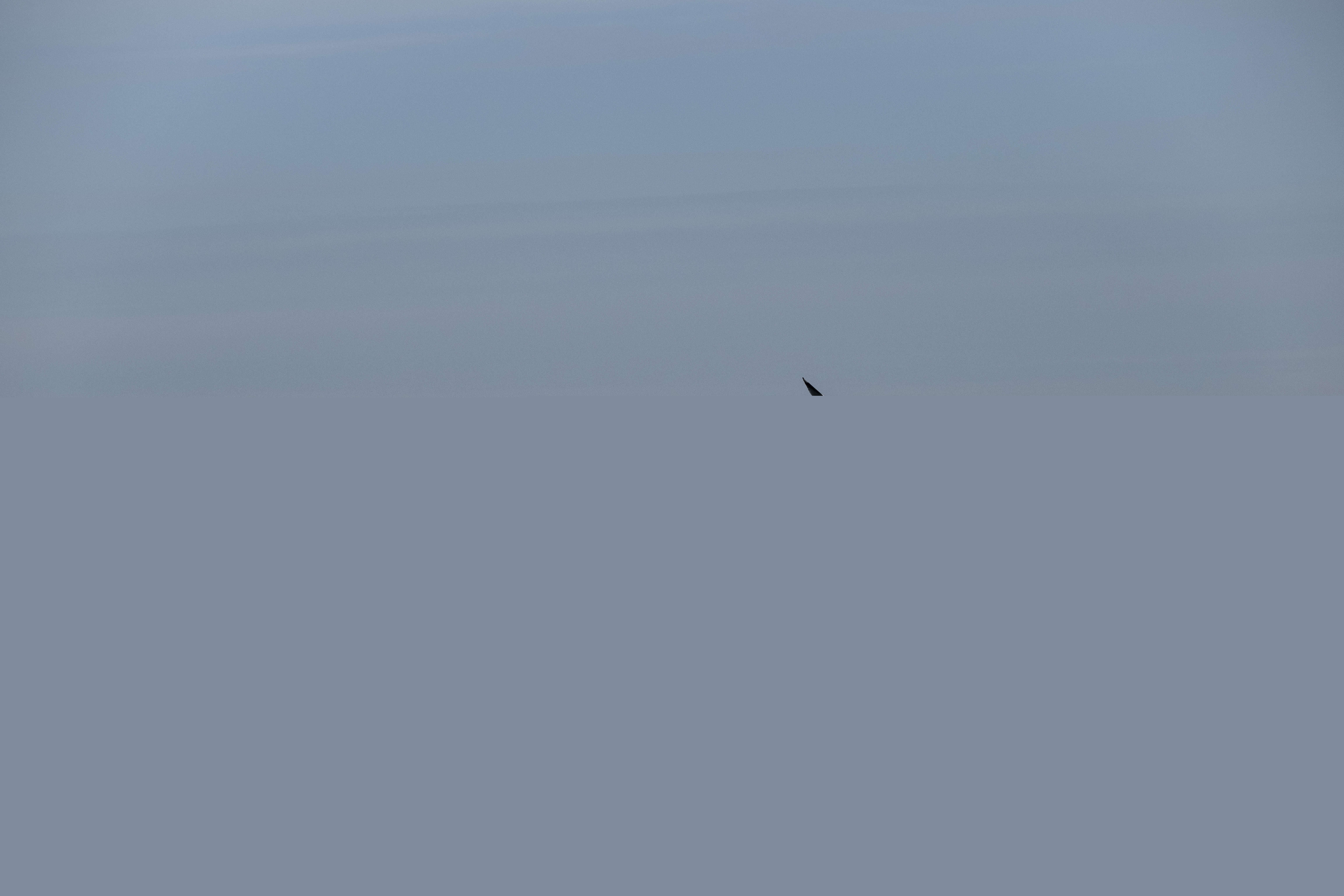 En ensam mås flyger över havet.