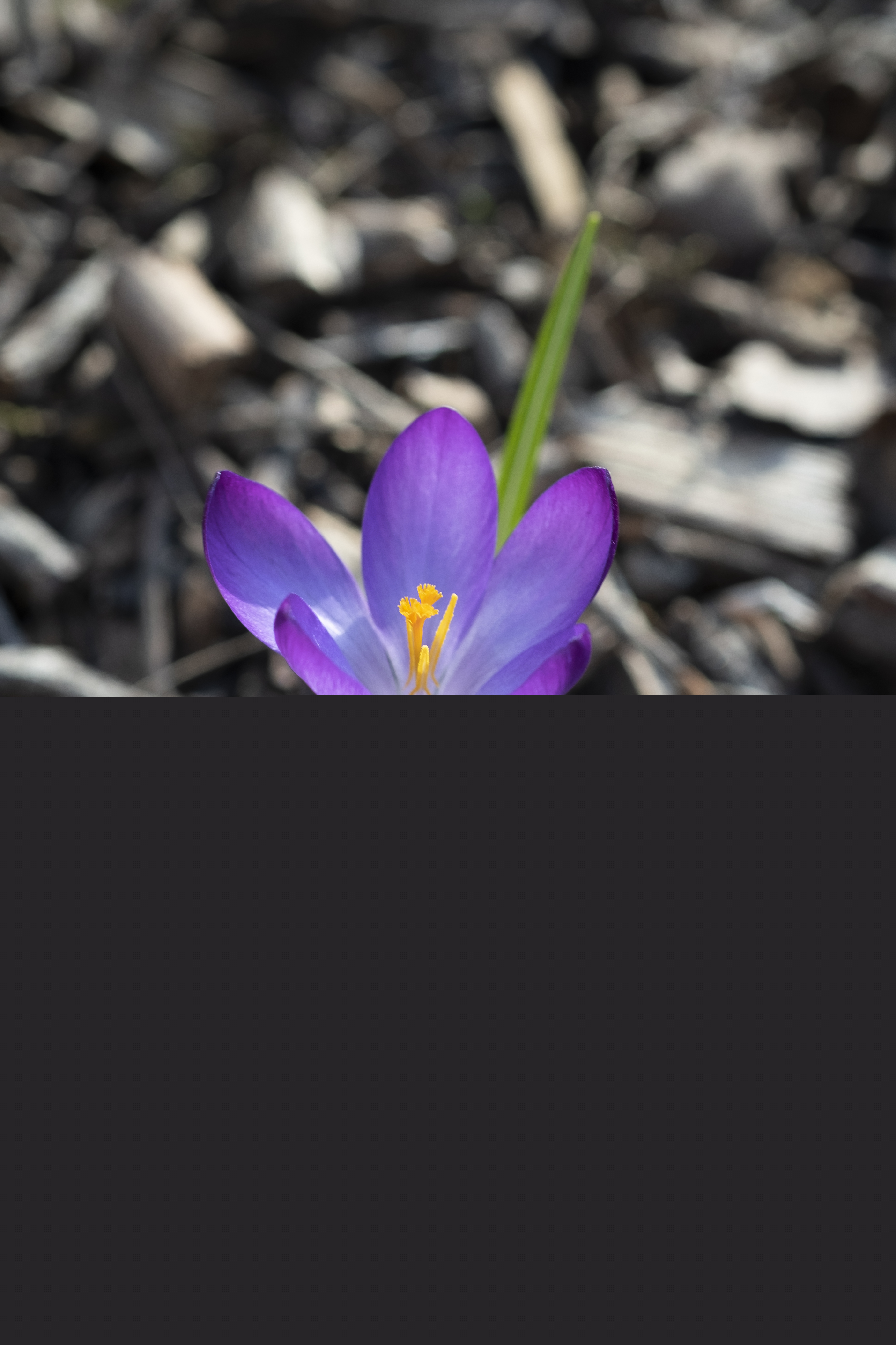 Närbild på en lila krokus.