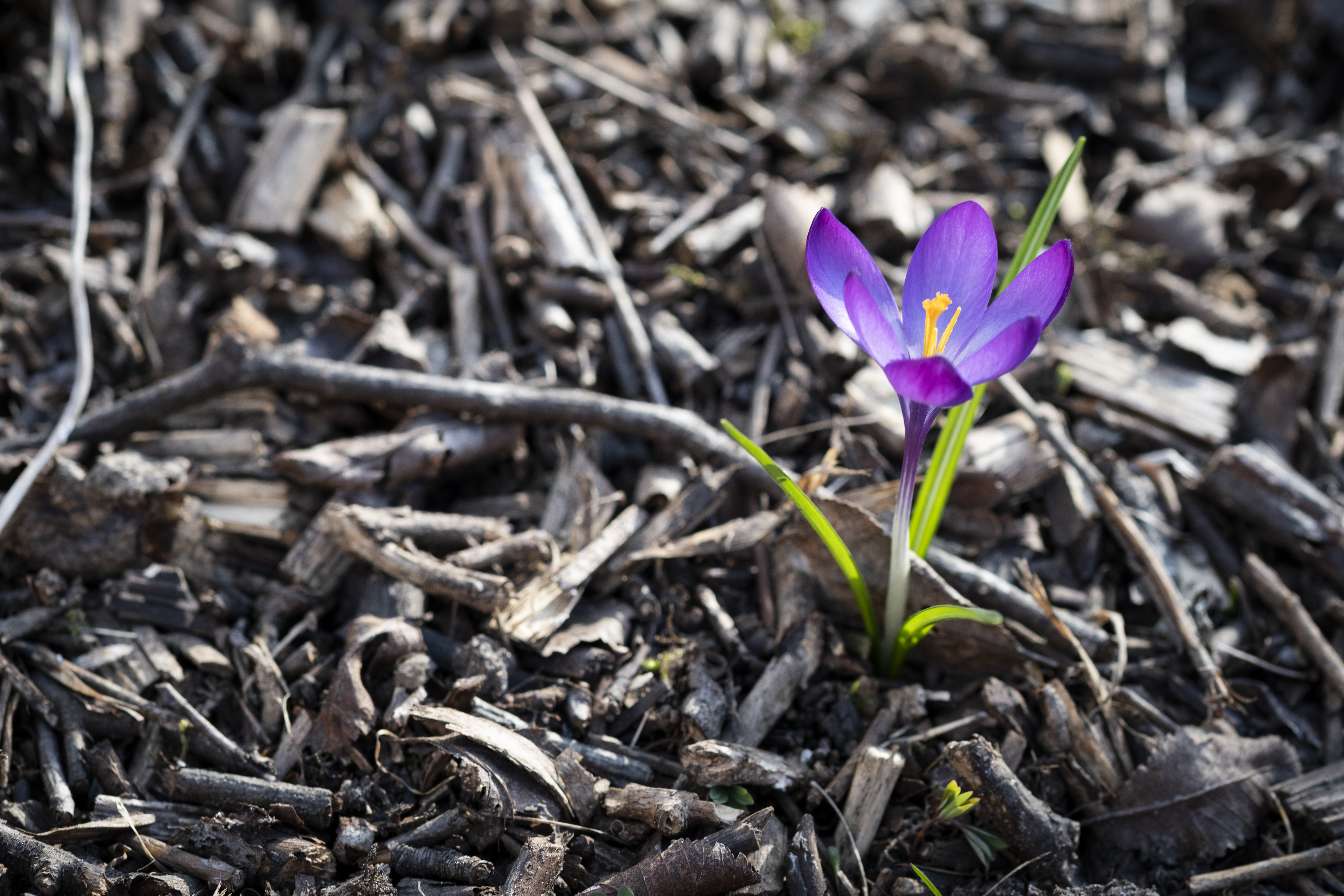 Närbild på en lila krokus.