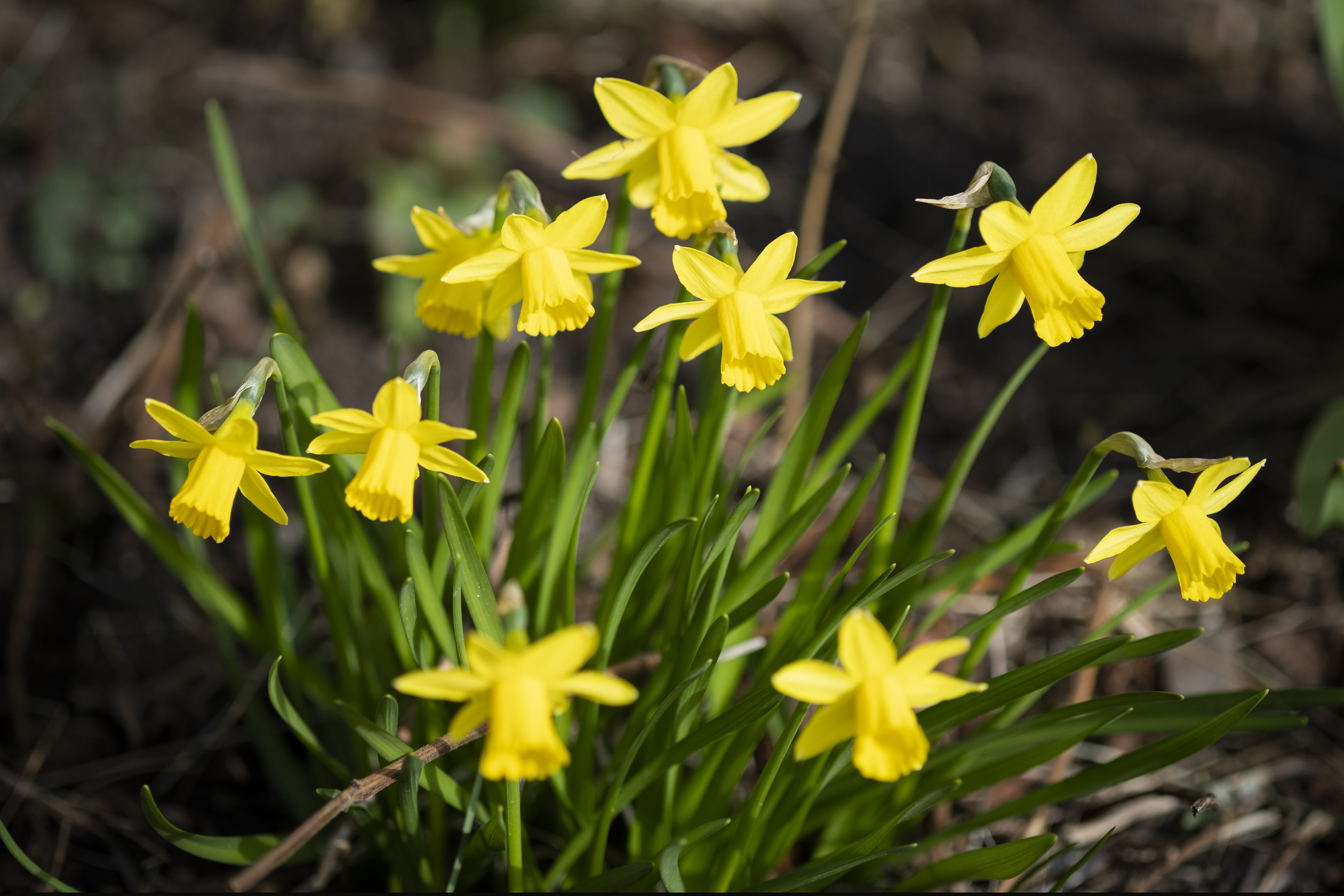 Närbild på några påskliljor.