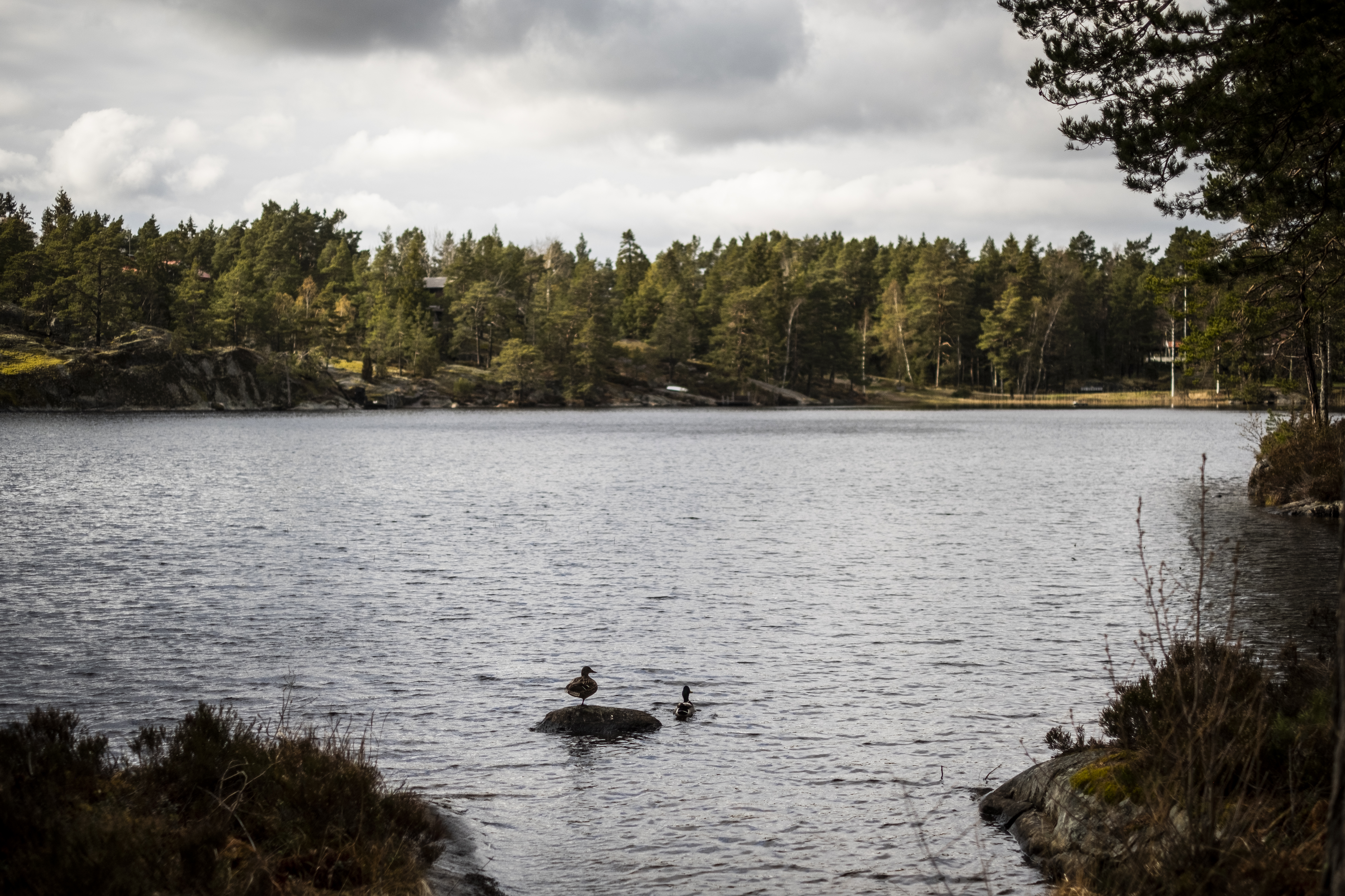 En sjö med skog runtomkring. Två änder sitter på en sten i vattnet.