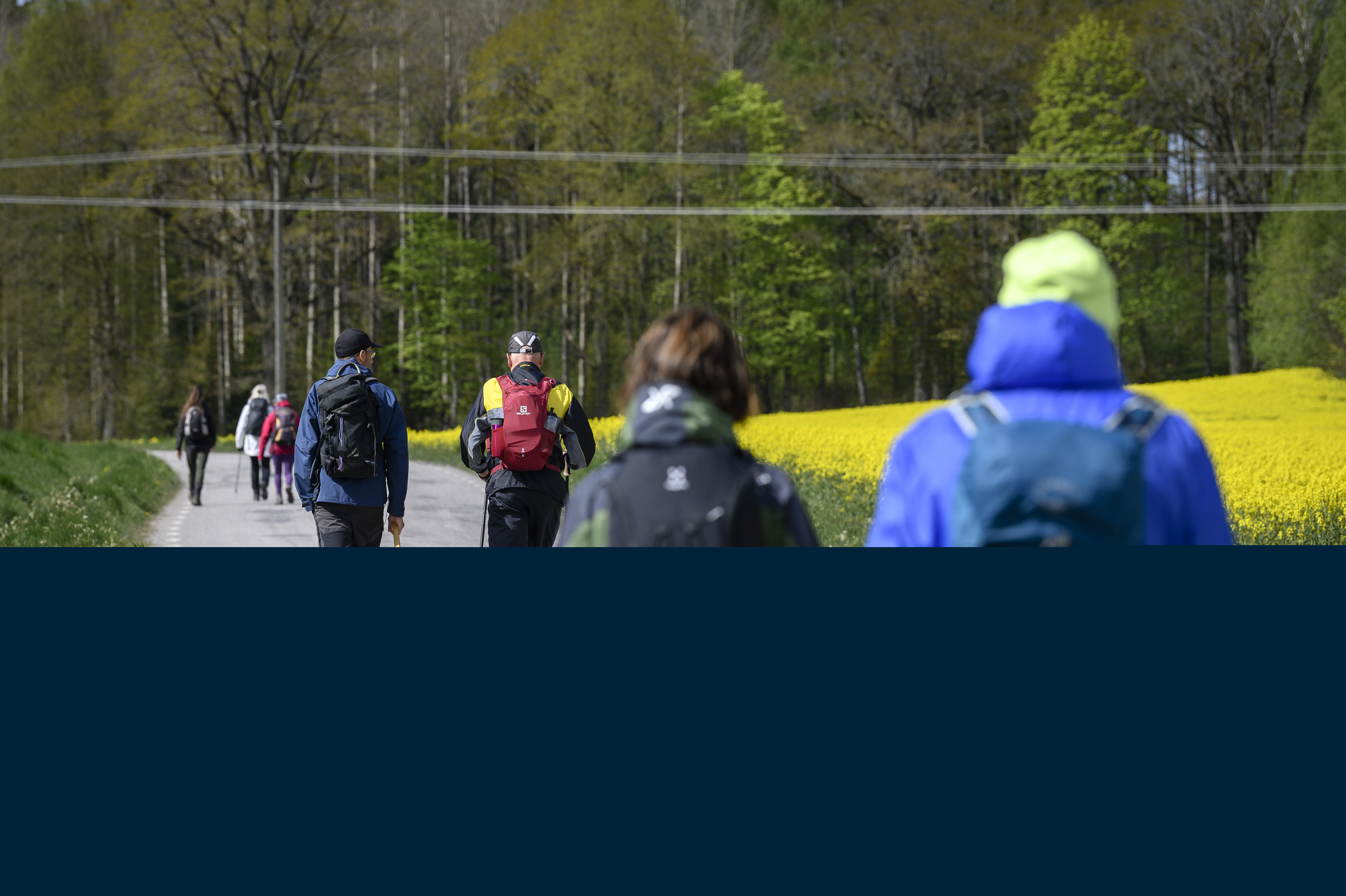 Pilgrimmer vandrar på en landsväg med blommande rapsfält vid sidan av vägen.