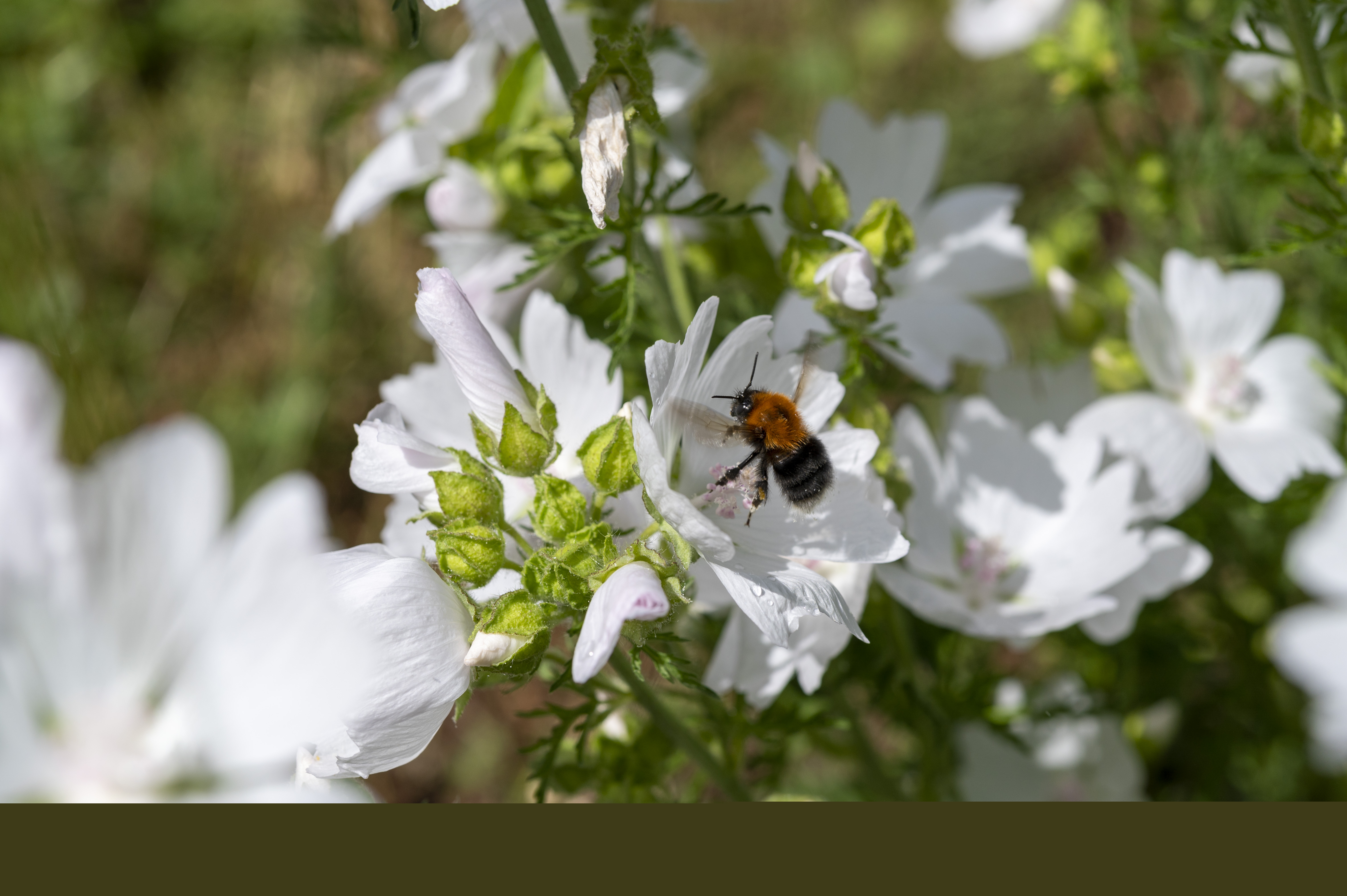 En humla sätter sig i en vit blomma.