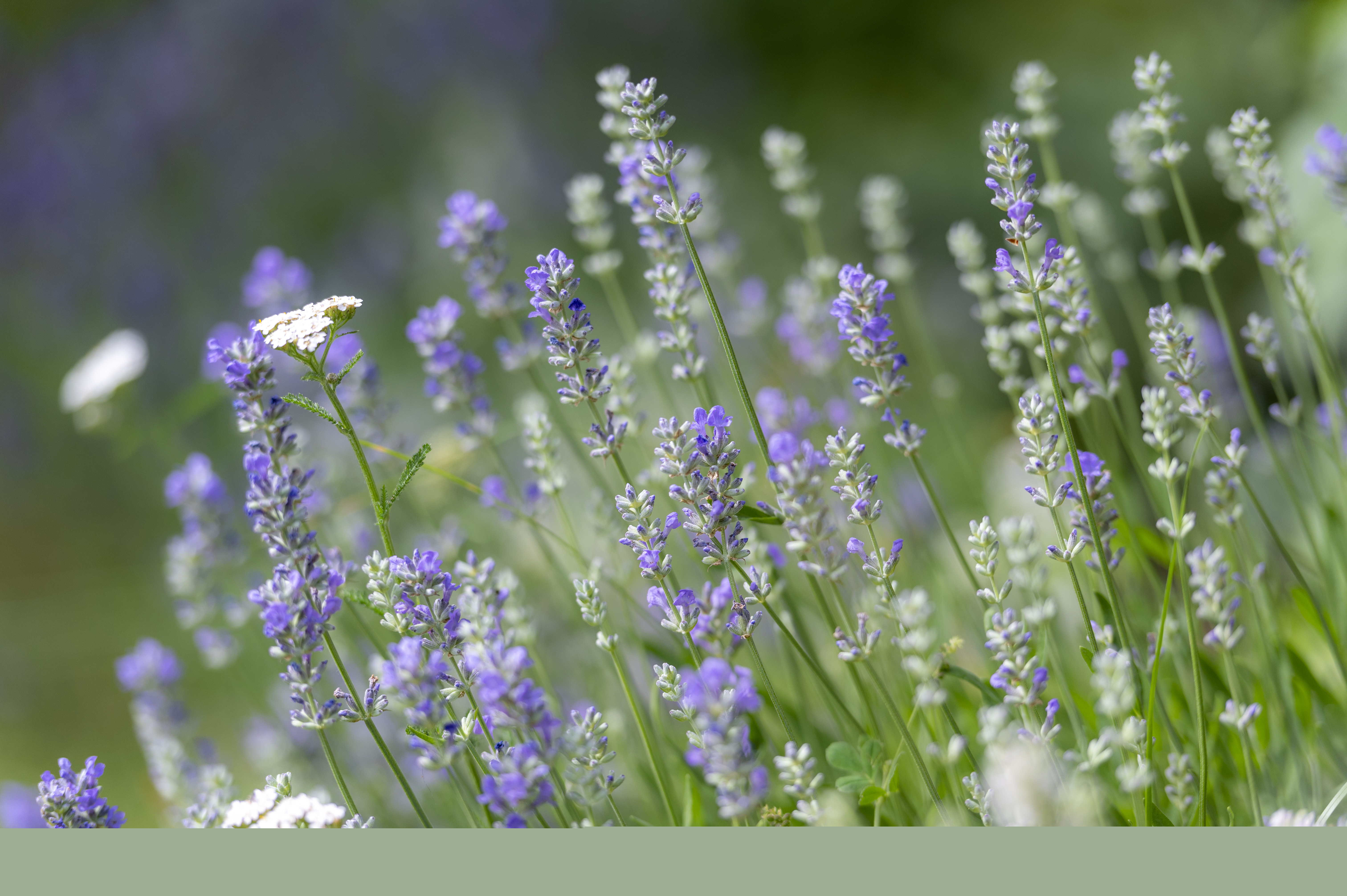 Sommaräng med lavendel.
