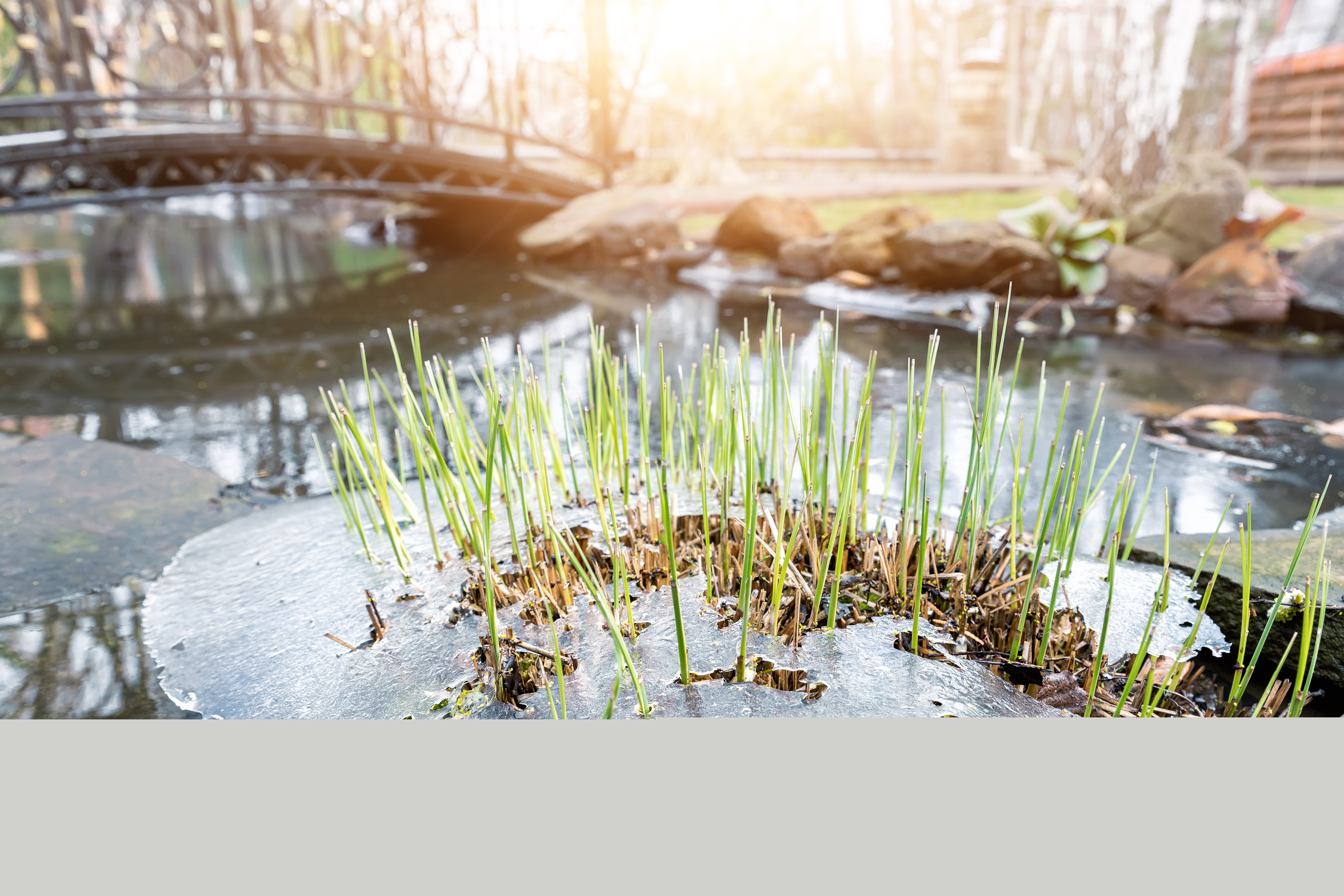 Vass växer upp genom is i en delvis fryst å. En gångbro i bakgrunden.