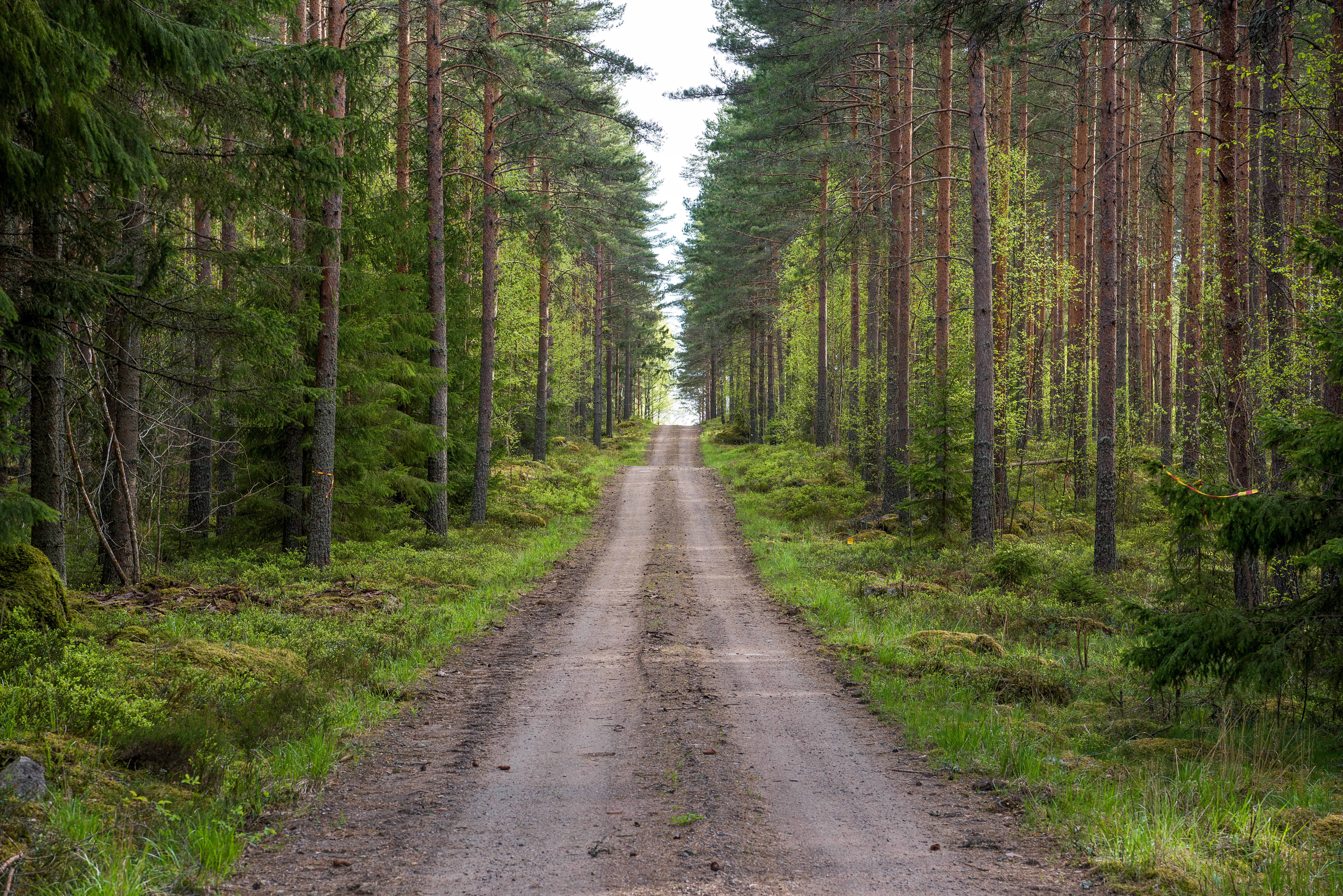 En lång och rak grusväg i skogen.