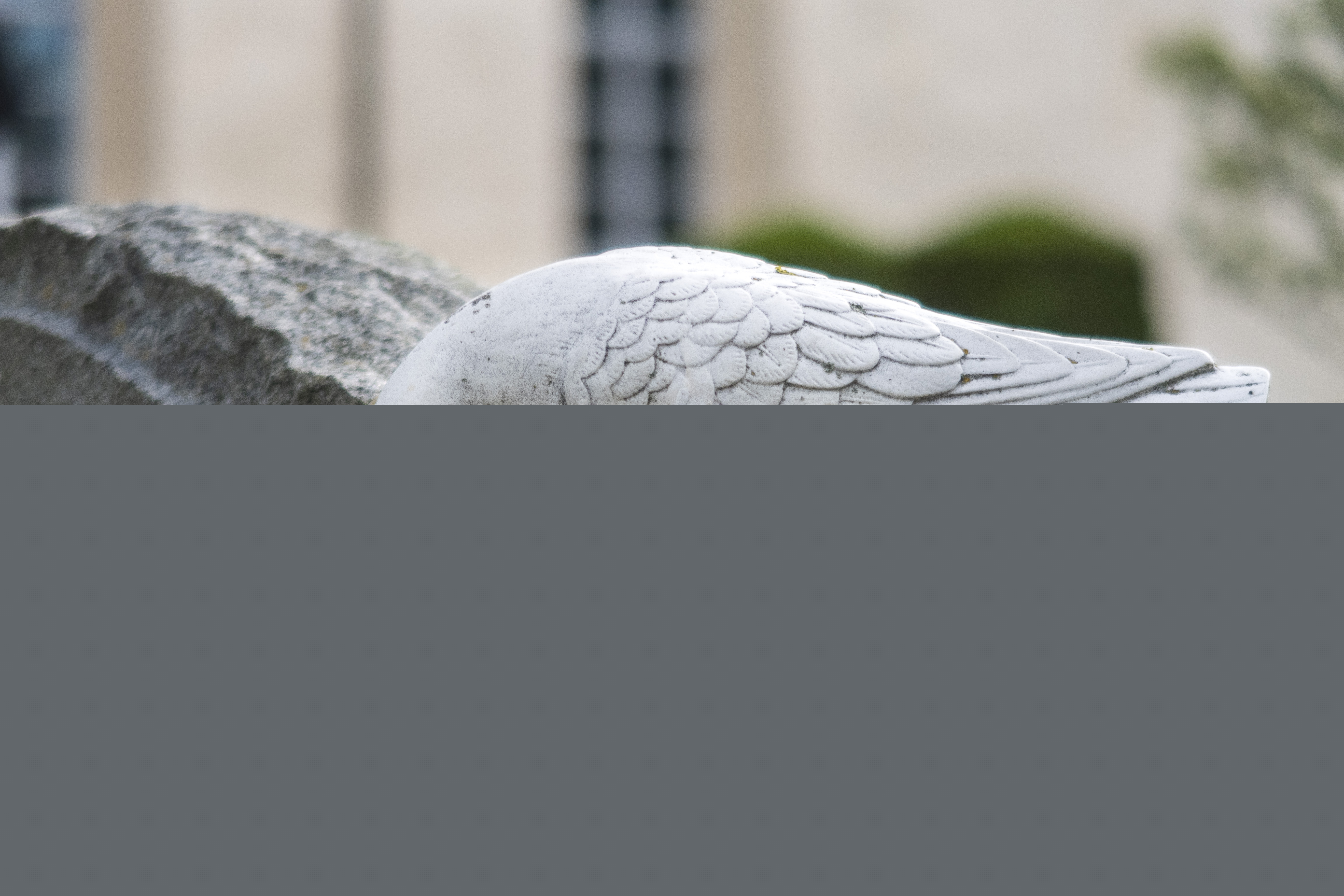 Närbild på en stenduva på en gravsten.