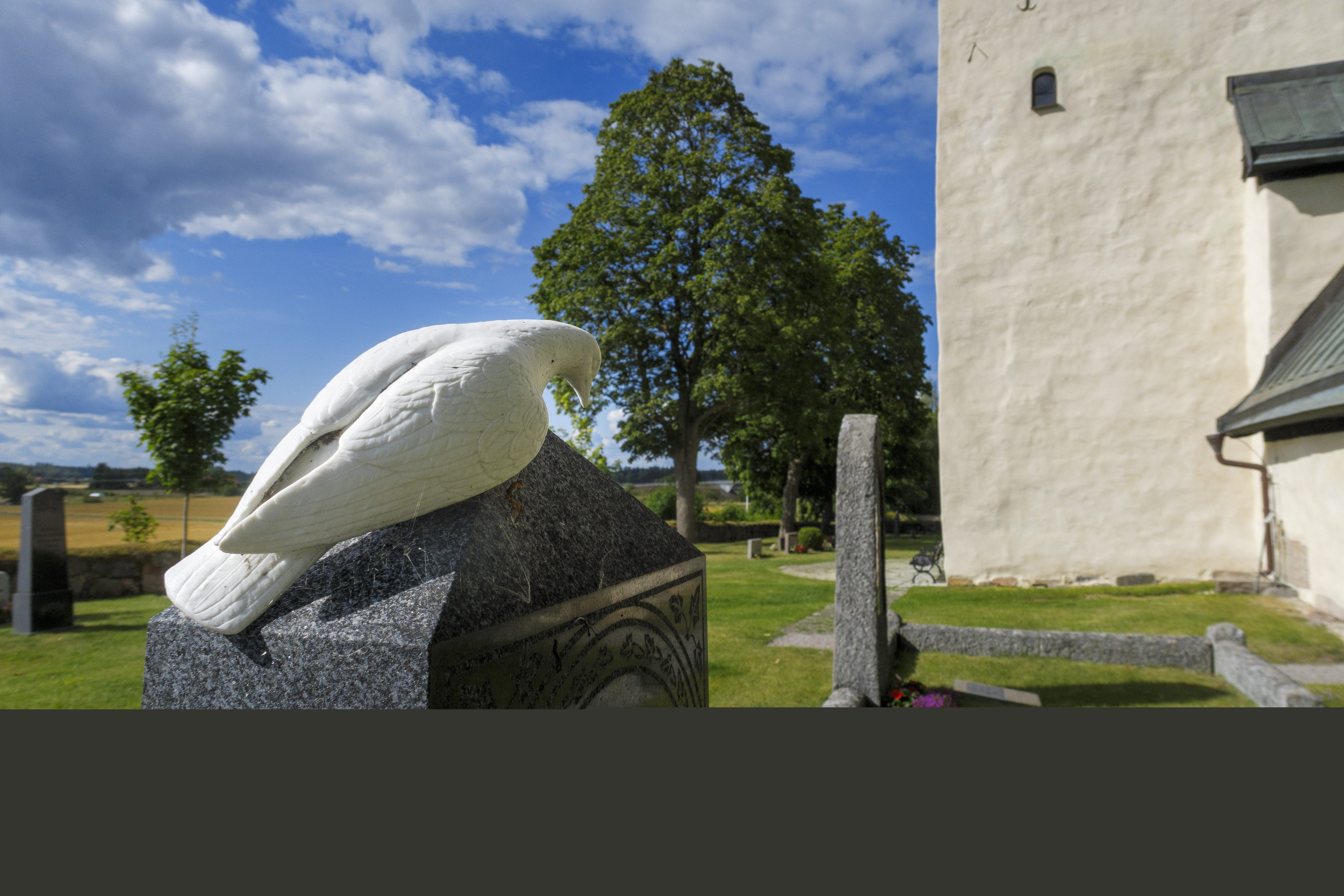 En vit stenduva sitter på en gravsten.