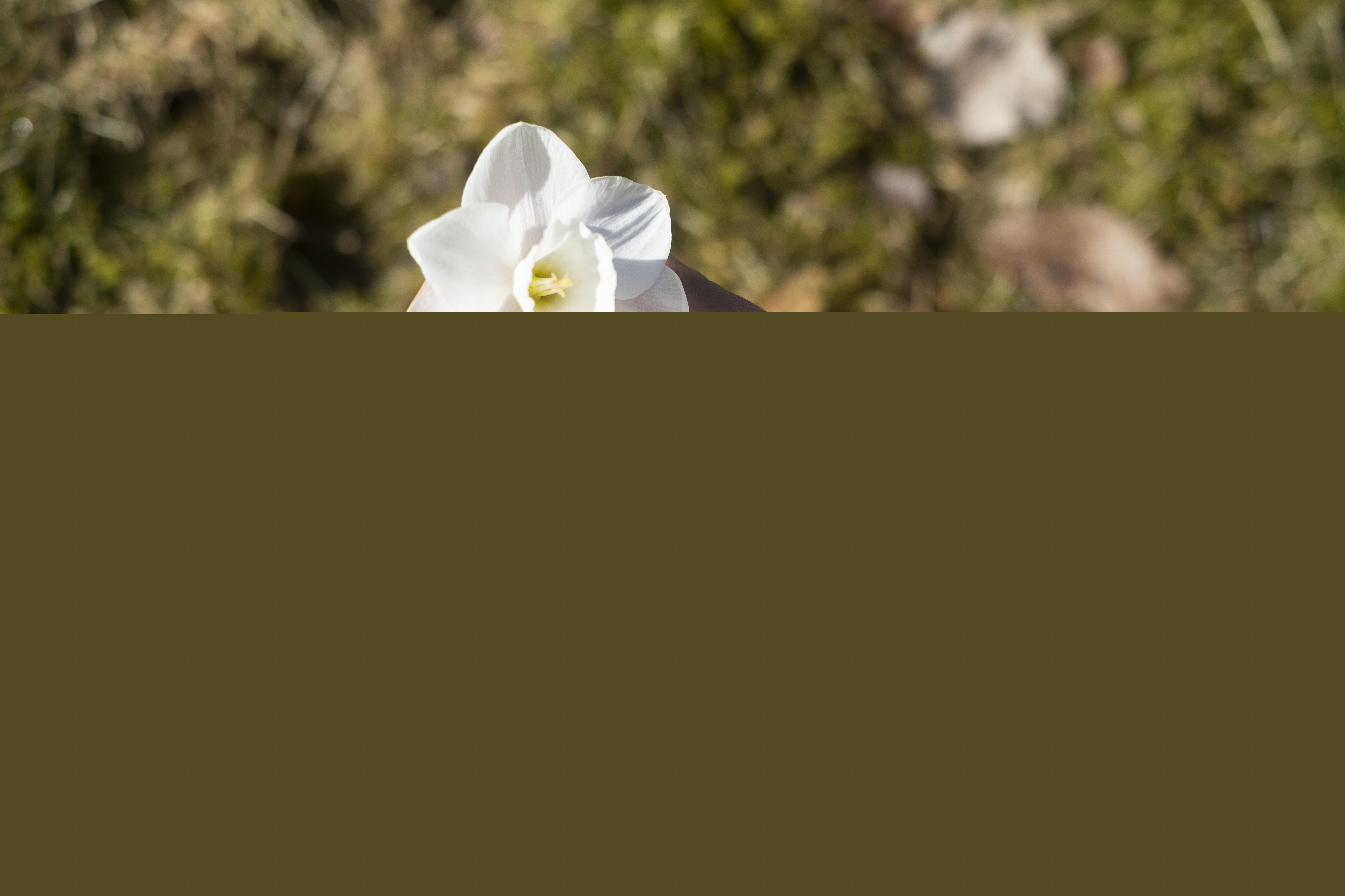 Någon håller en pingstlilja med båda händerna.