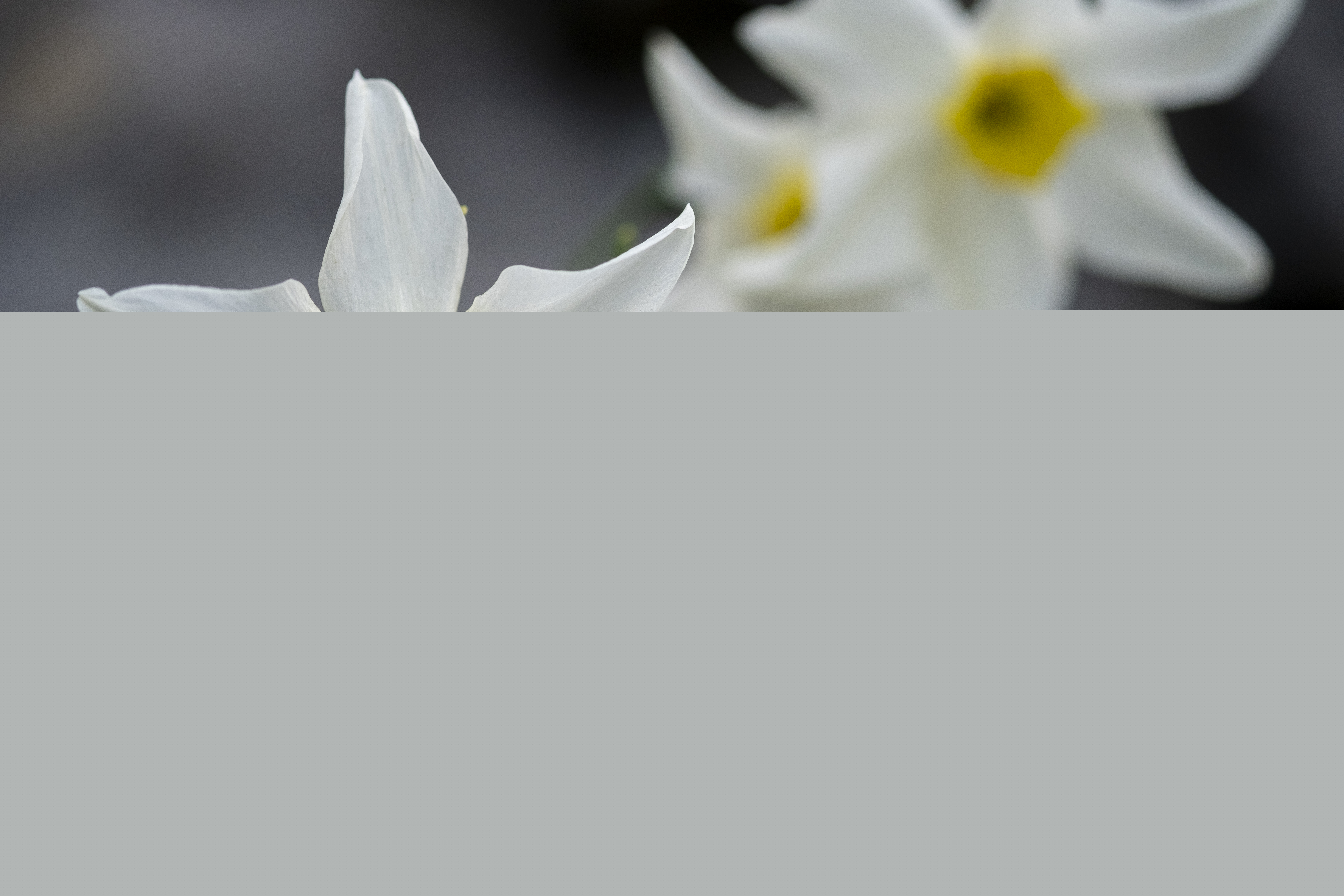 Närbild på blommande pingstliljor.