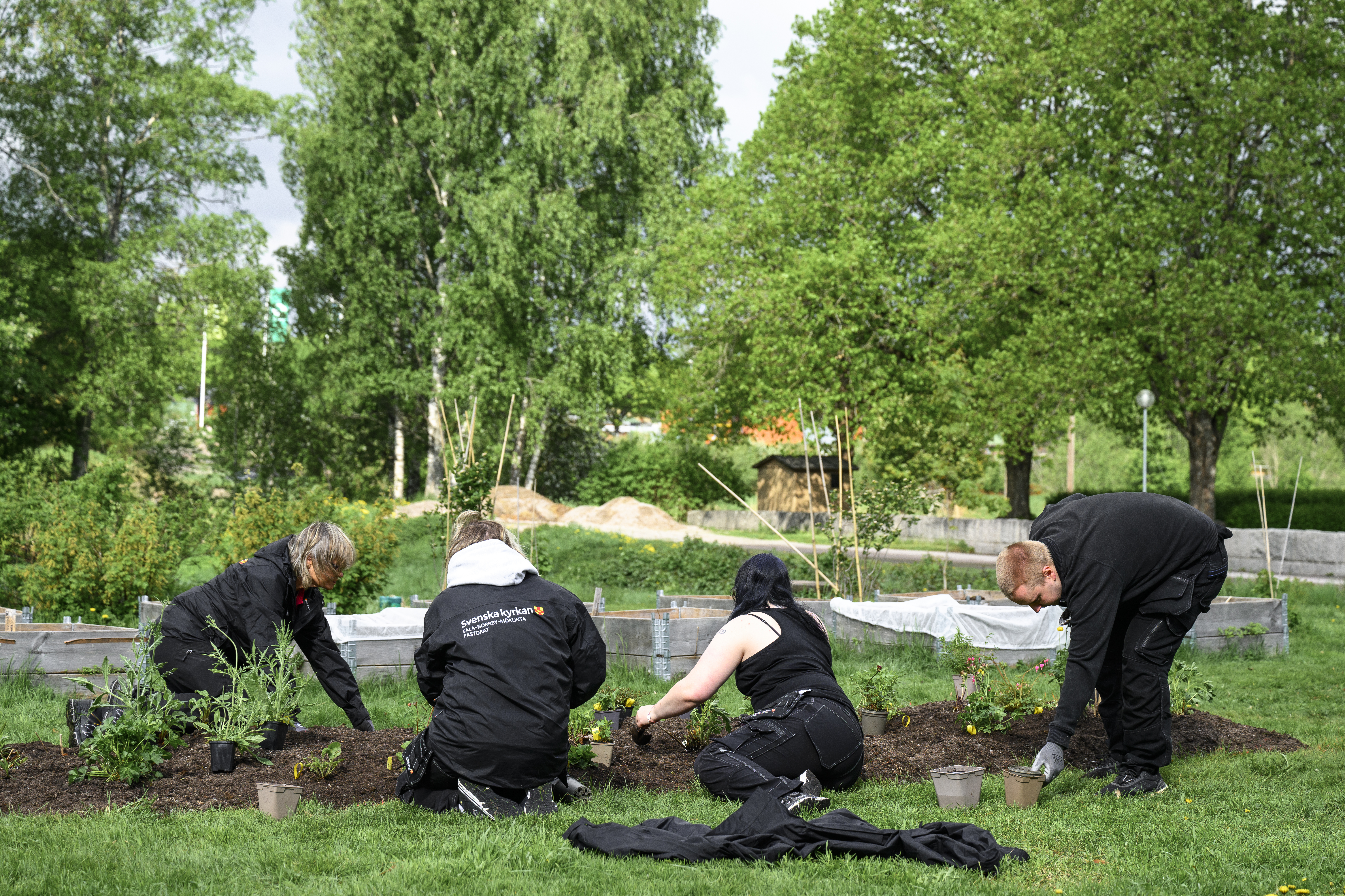 Fyra trädgårdsarbetare från Svenska kyrkan jobbar i ett trädgårdsland.