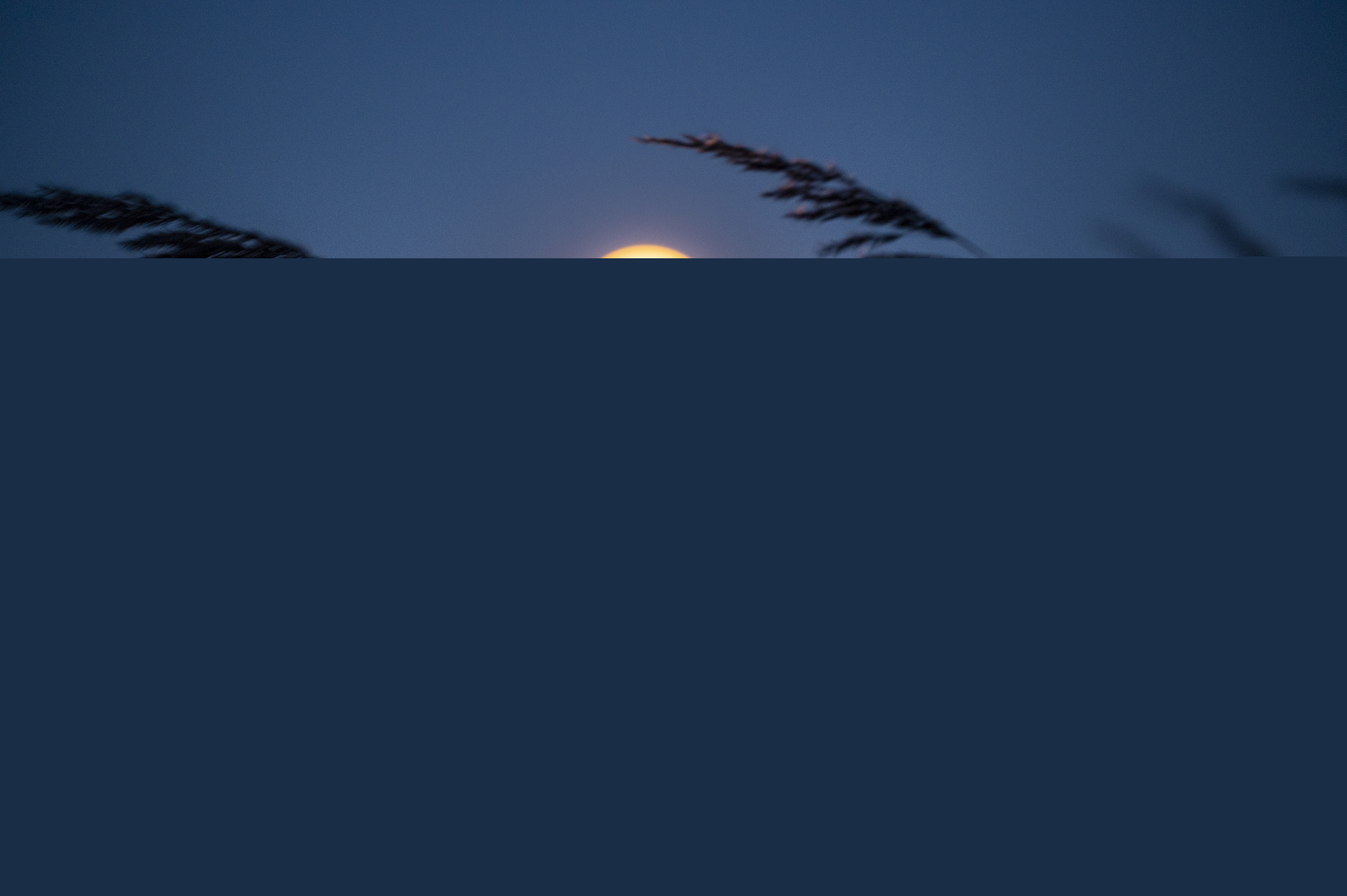 En fullmåne över horisonten speglas i vattnet. Vass i förgrunden.