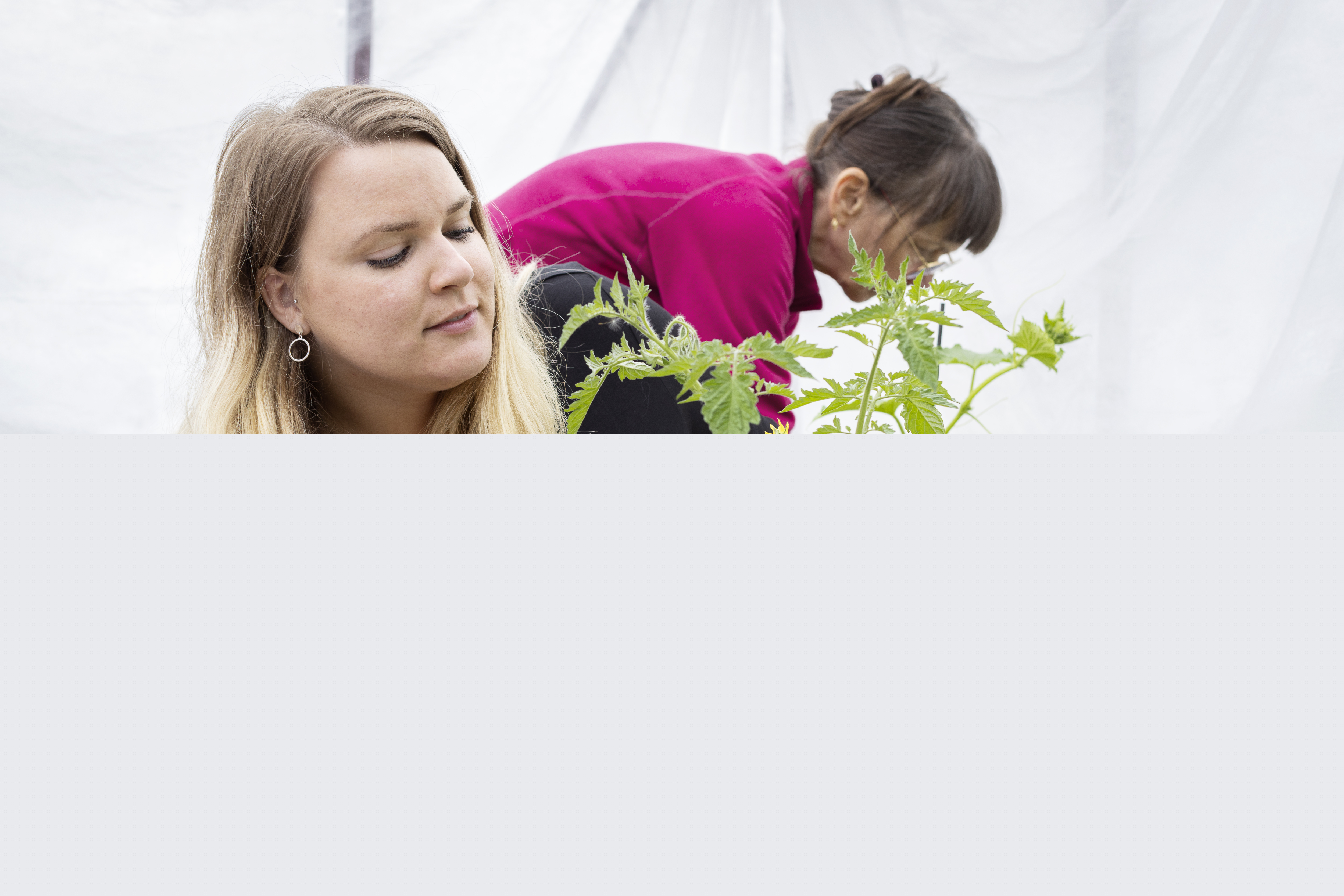 Två kvinnor arbetar med olika växter i ett tält.