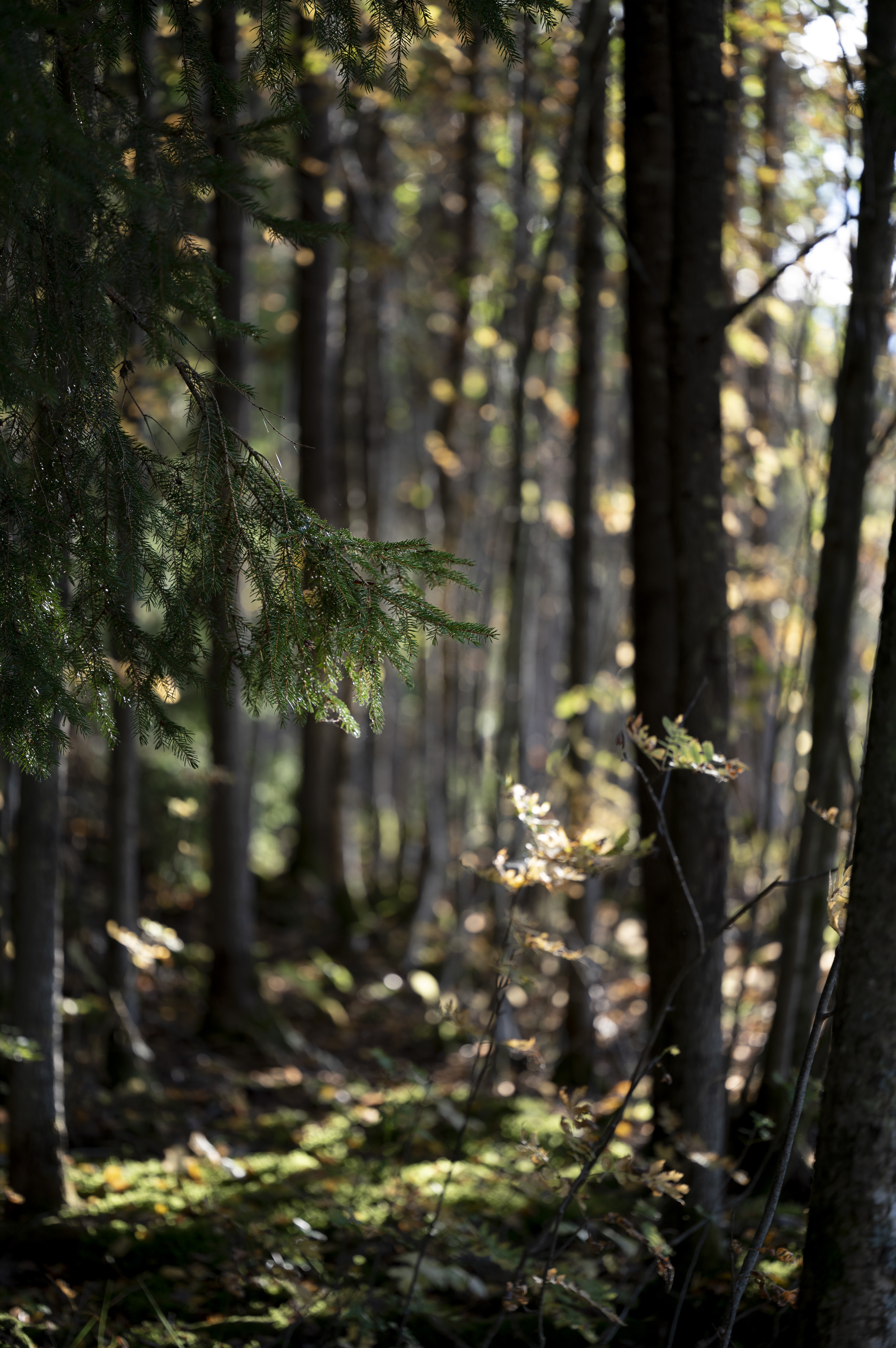 Solen lyser in genom träden i en tät skog.