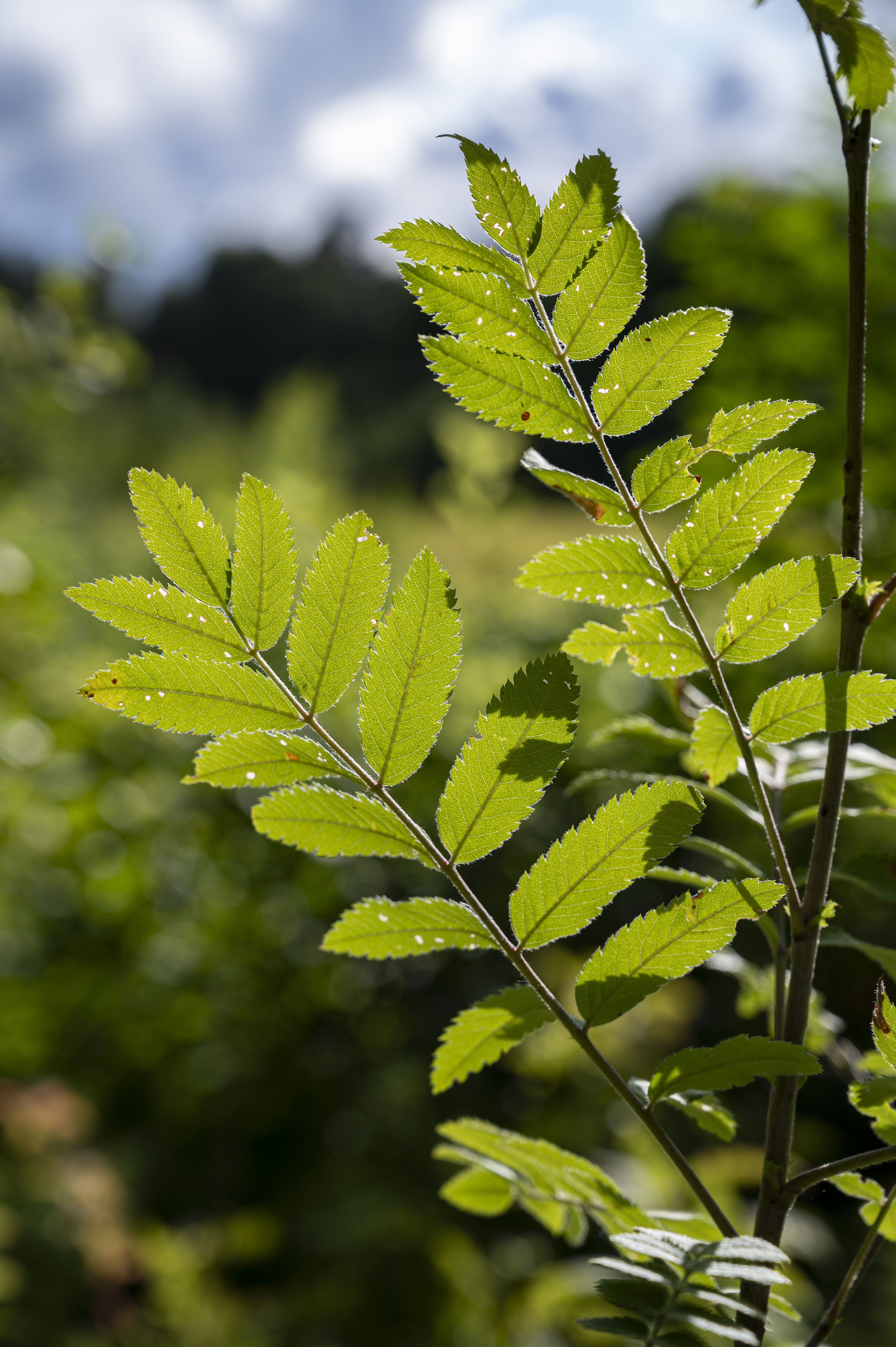 Närbild på rönnlöv i solen.