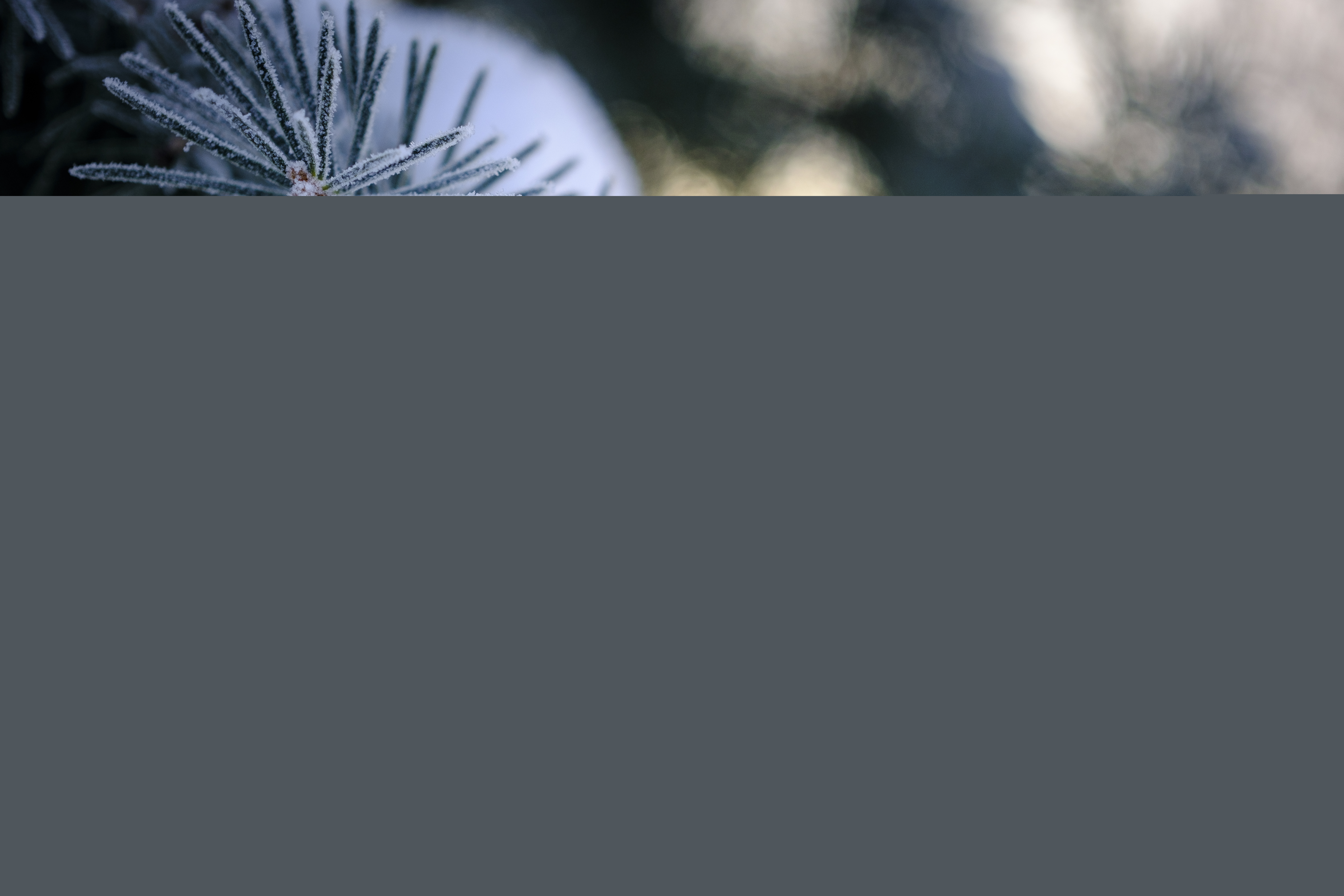 Närbild på frostiga barr.