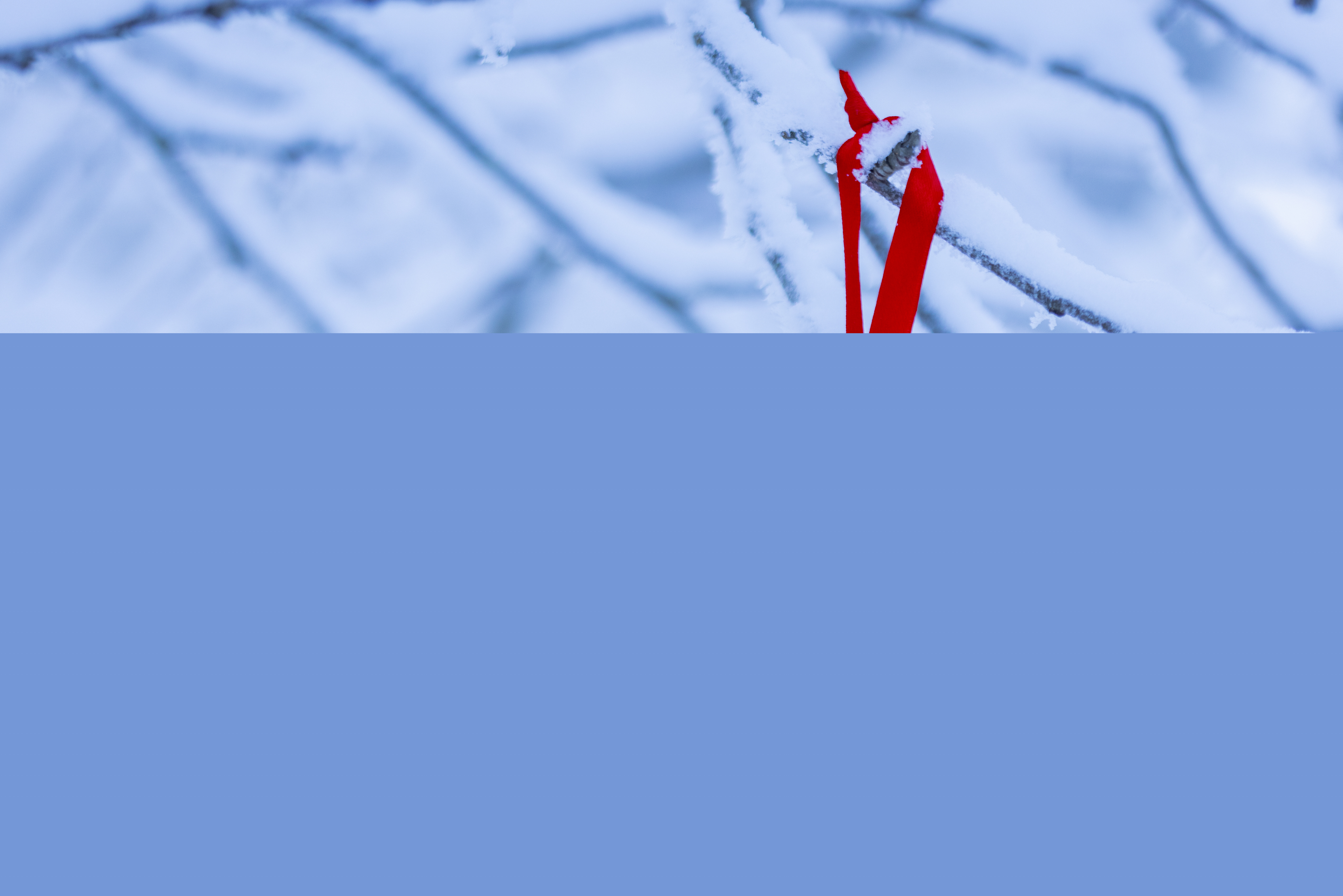 Ett rött hjärta hänger på en snötäckt gren.