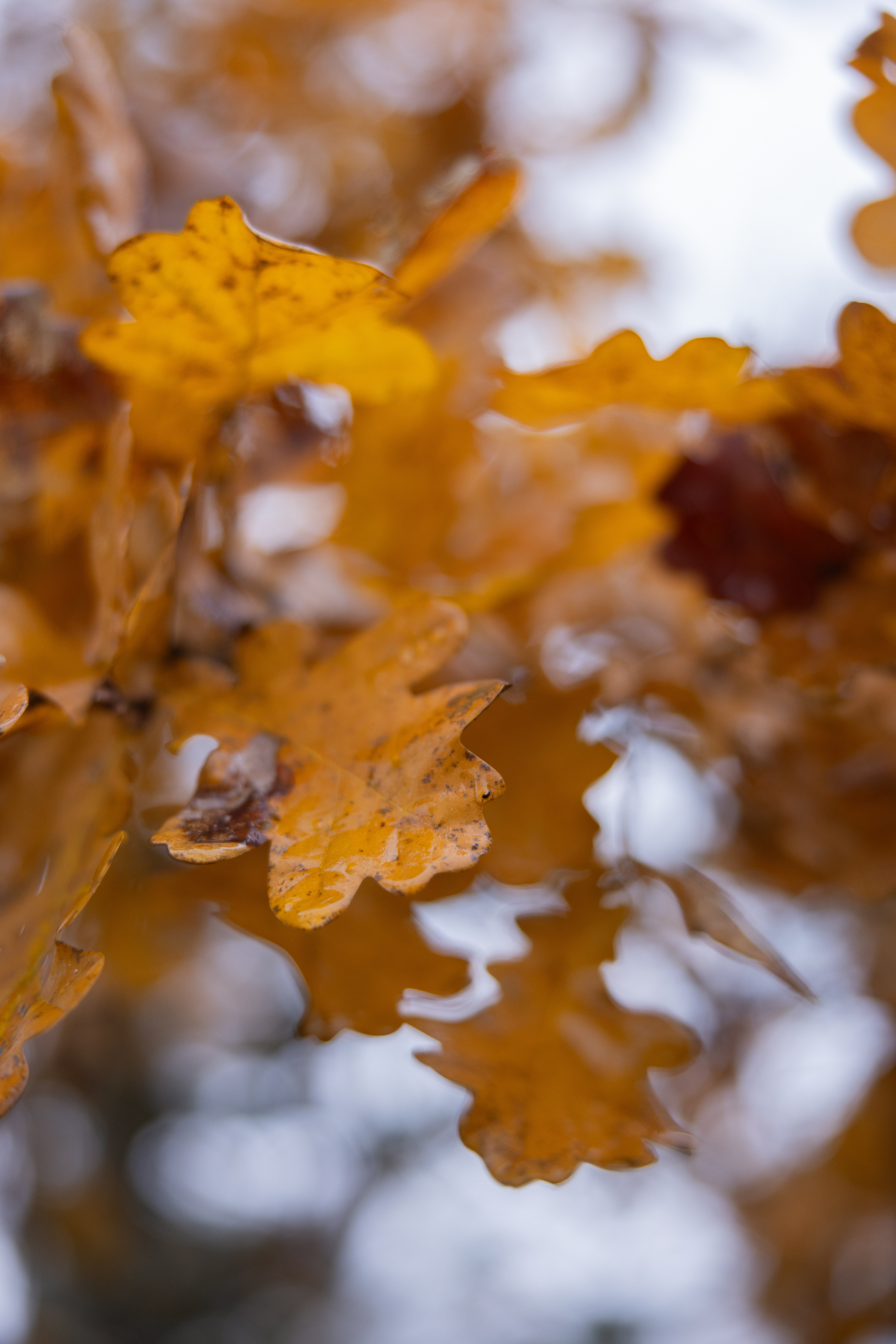Närbild på höstgula eklöv innan de faller.