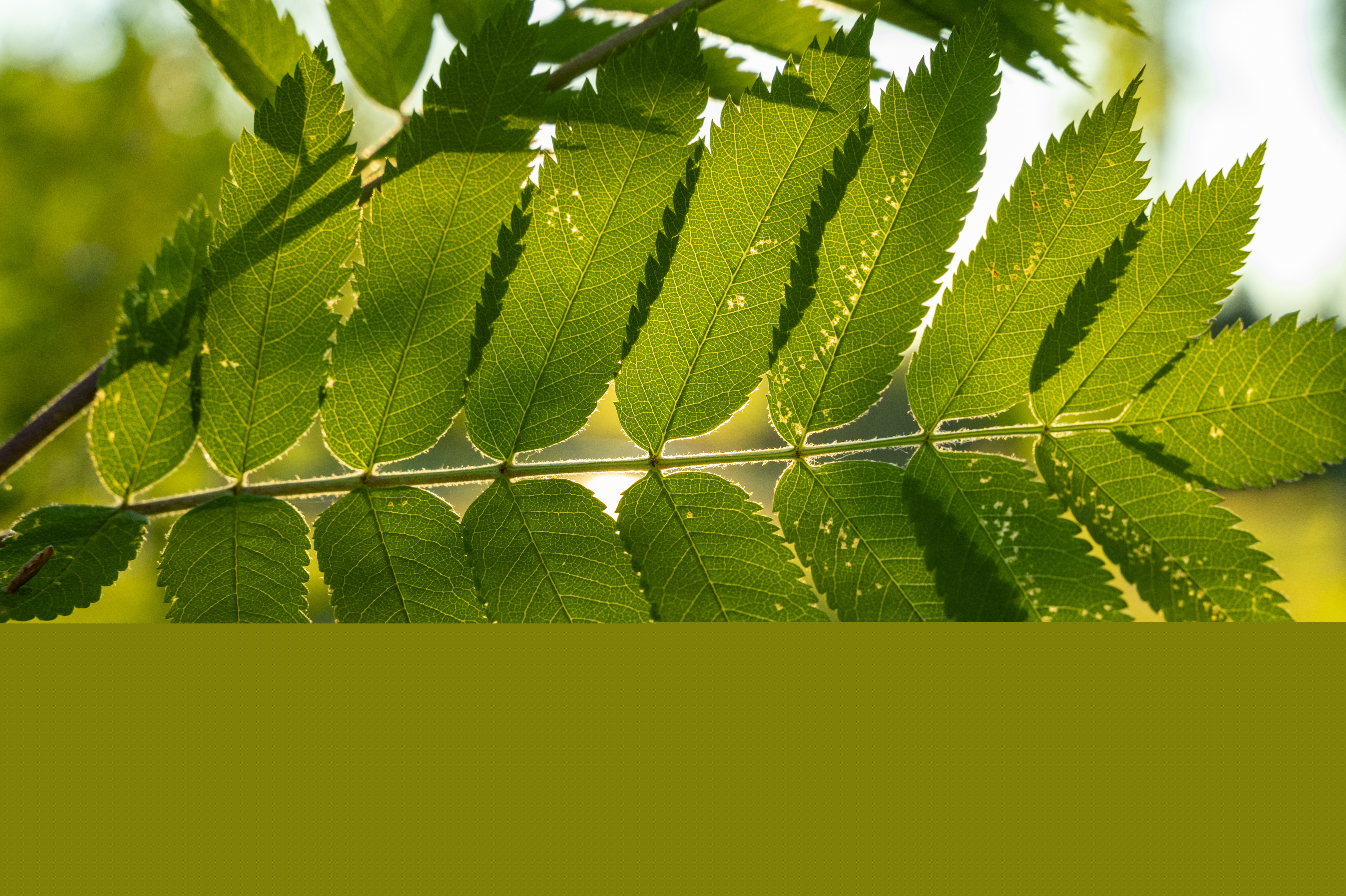 Närbild på en gren med gröna rönnblad.