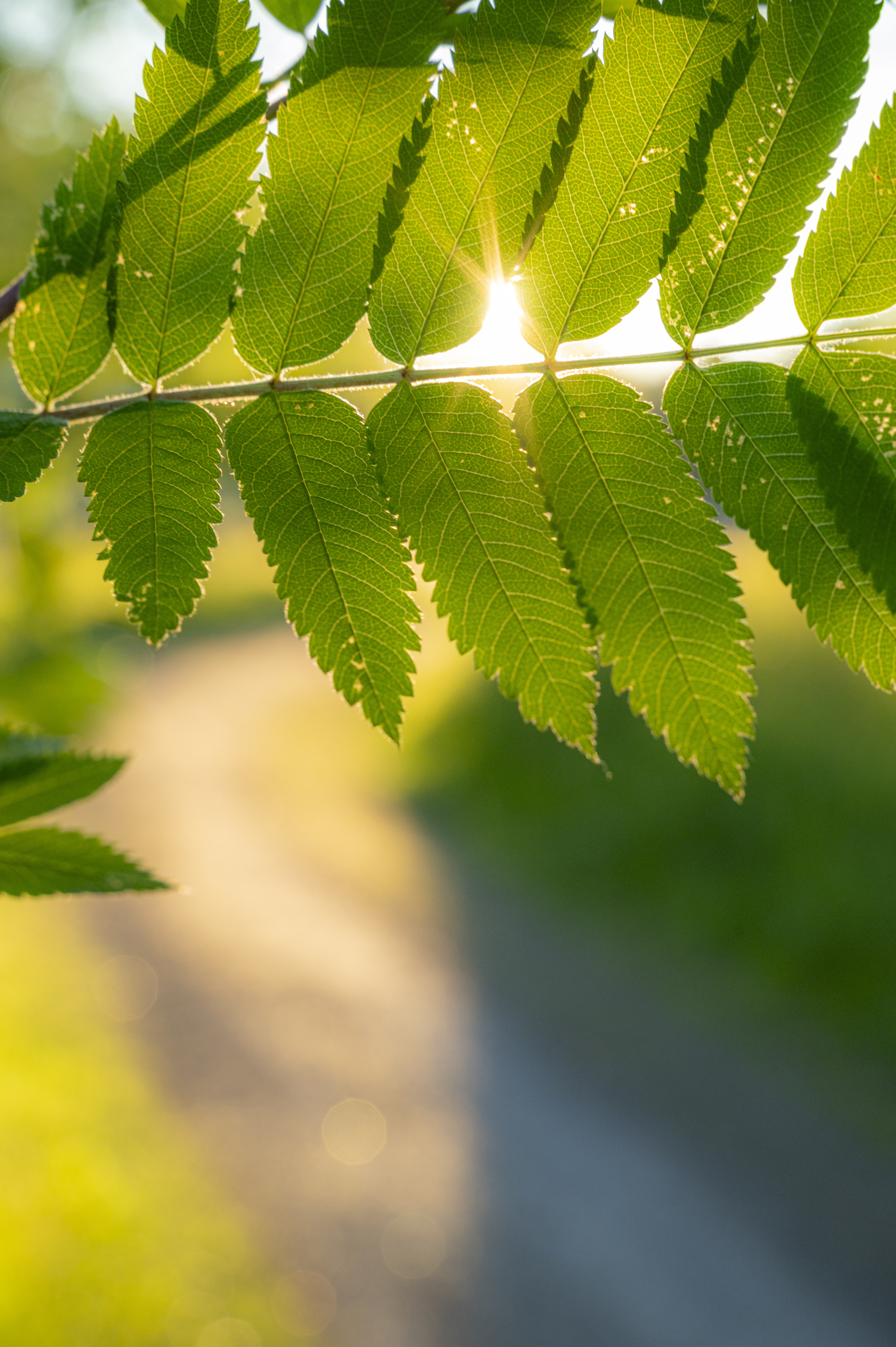 Närbild på en gren med gröna rönnblad. Solen lyser genom bladen.