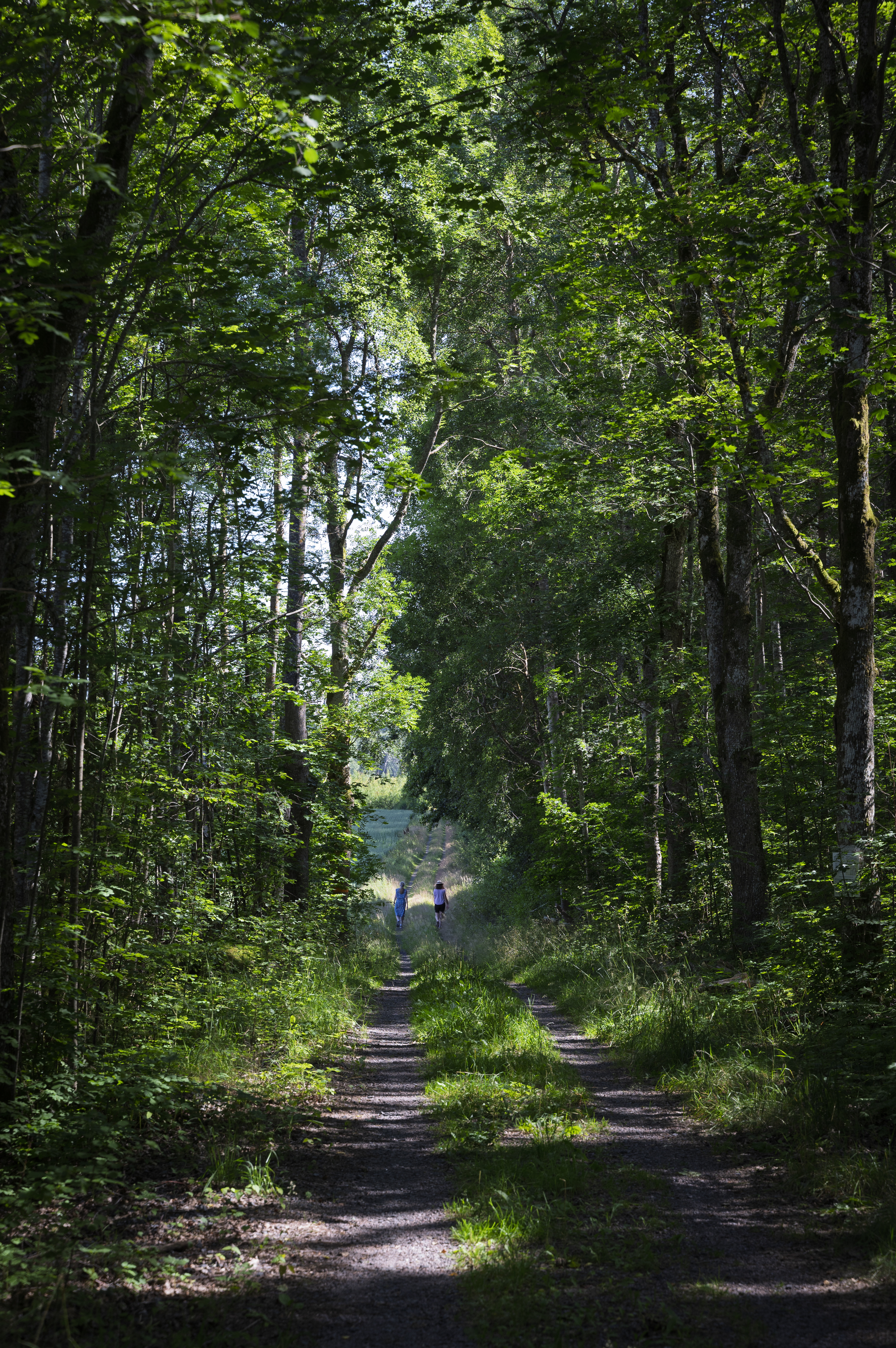 Skogsstig omgiven av höga gröna träd. Solstrålar strilar genom träden.