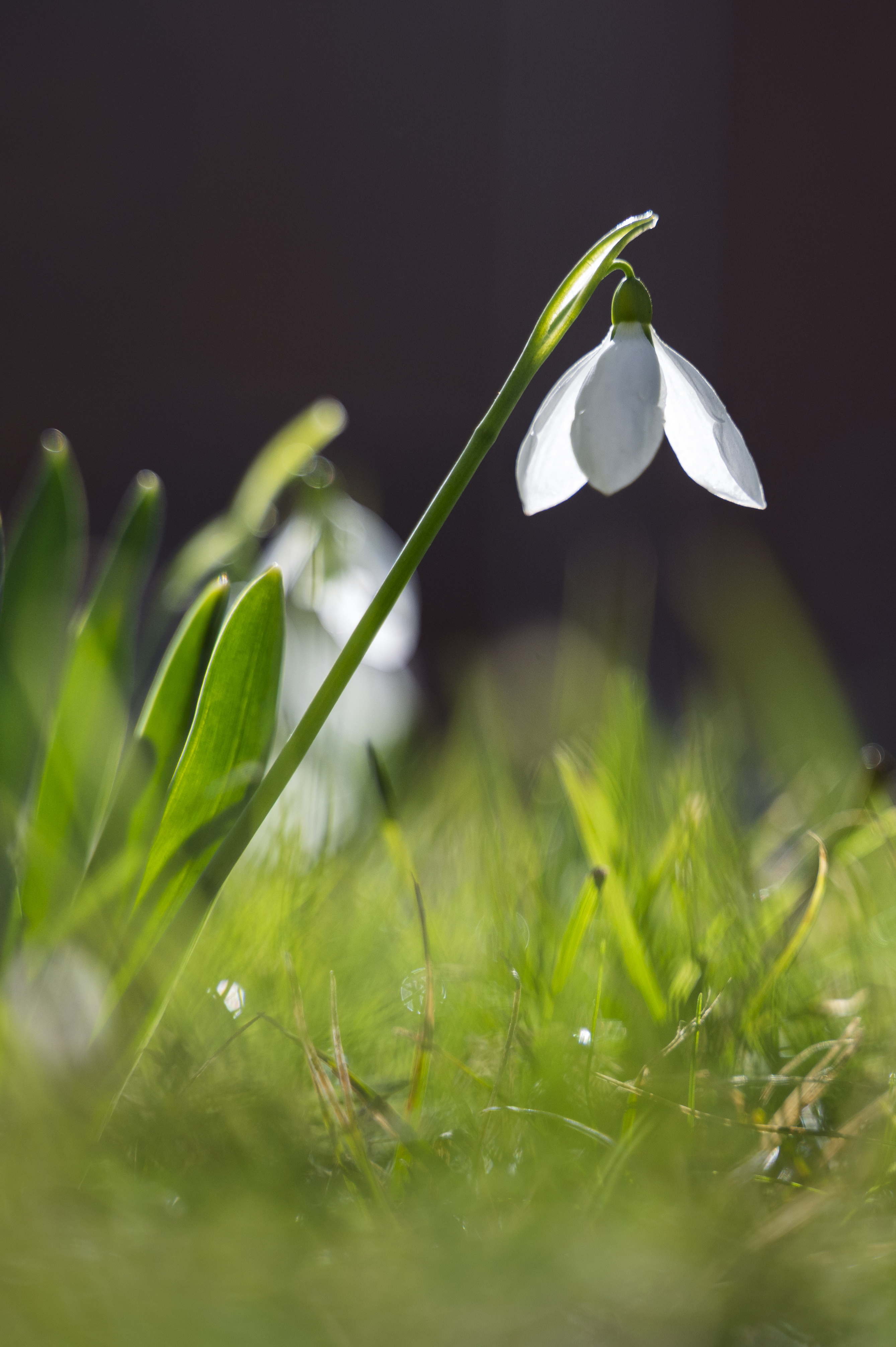 Närbild på en snödroppe och gräs. Fler snödroppar i bakgrunden.