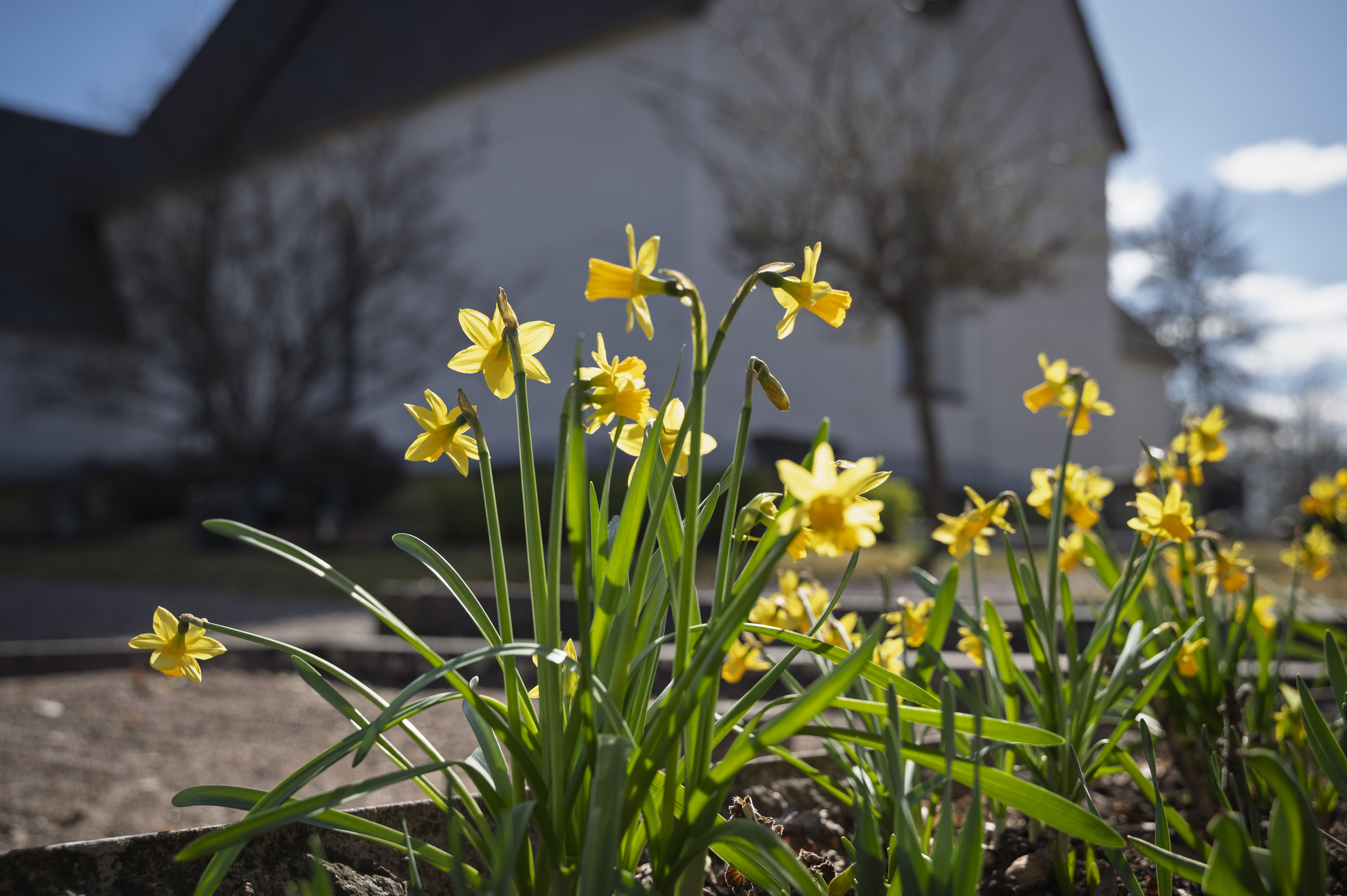 Närbild på påskliljor. En vit kyrka i bakgrunden.