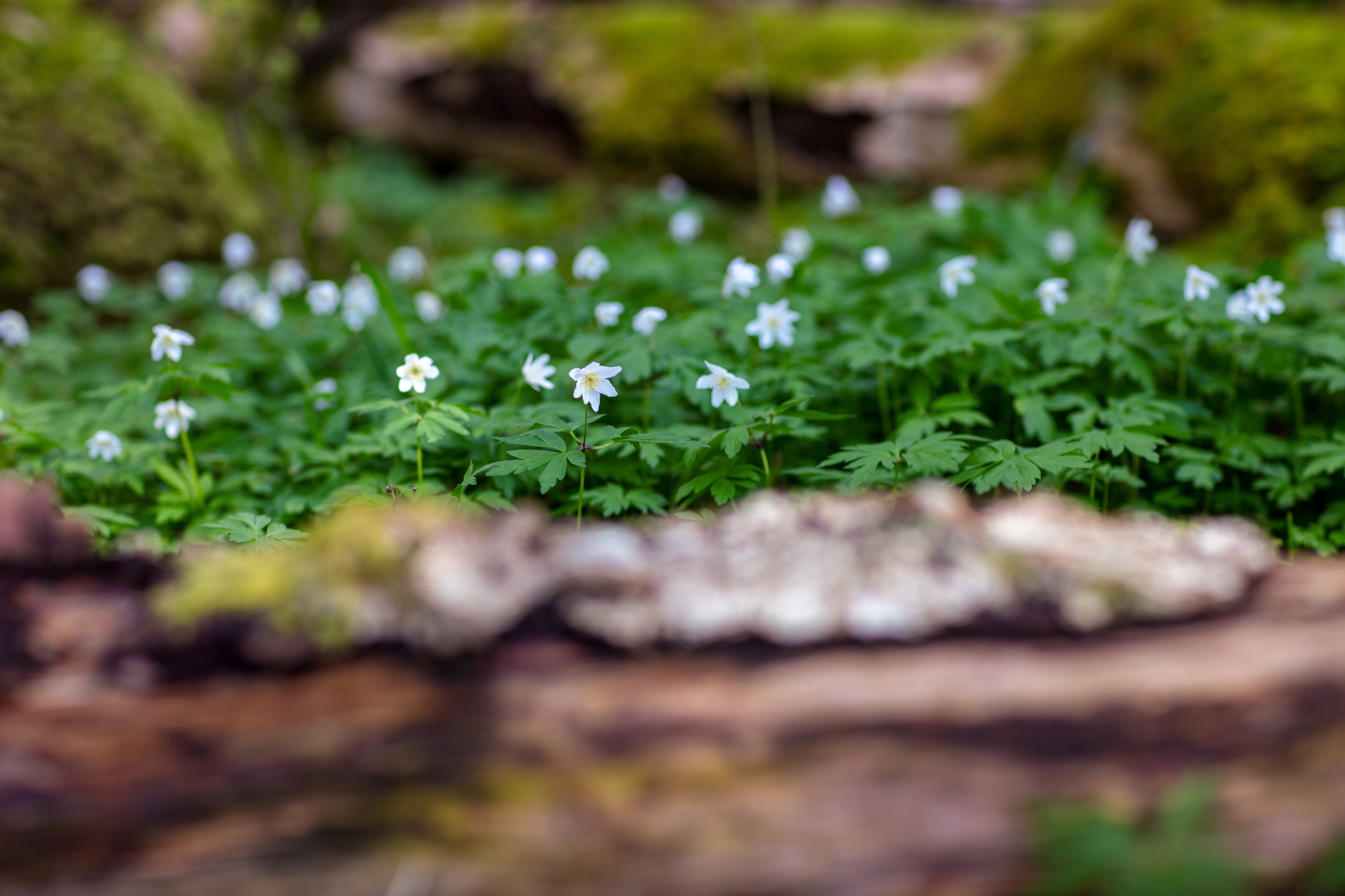 Ett vacker naturgrönt ställe i skogen med vitsippor.