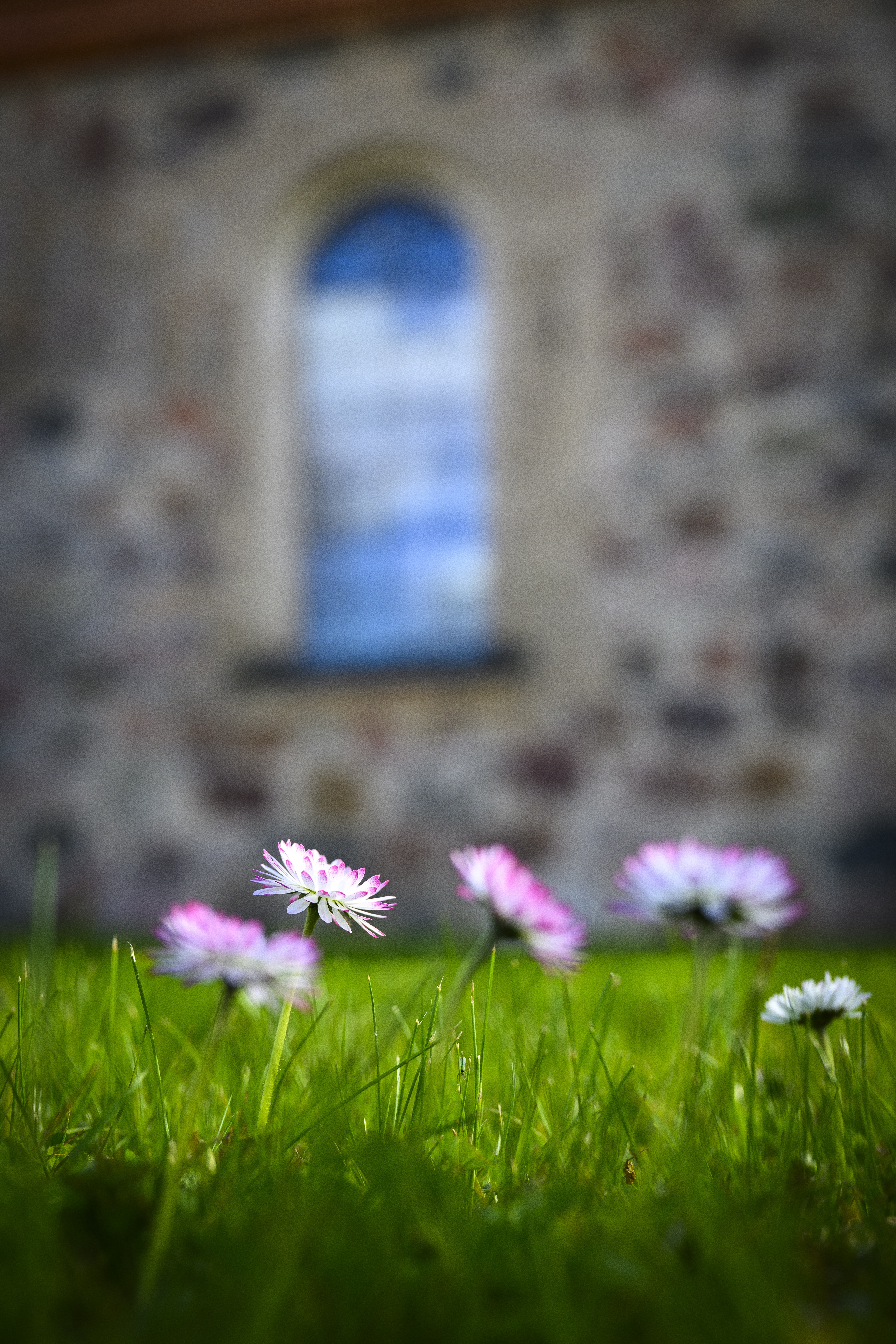 Närbild på några vit-rosa vårblommor. En suddig kyrkobyggnad i bakgrunden.