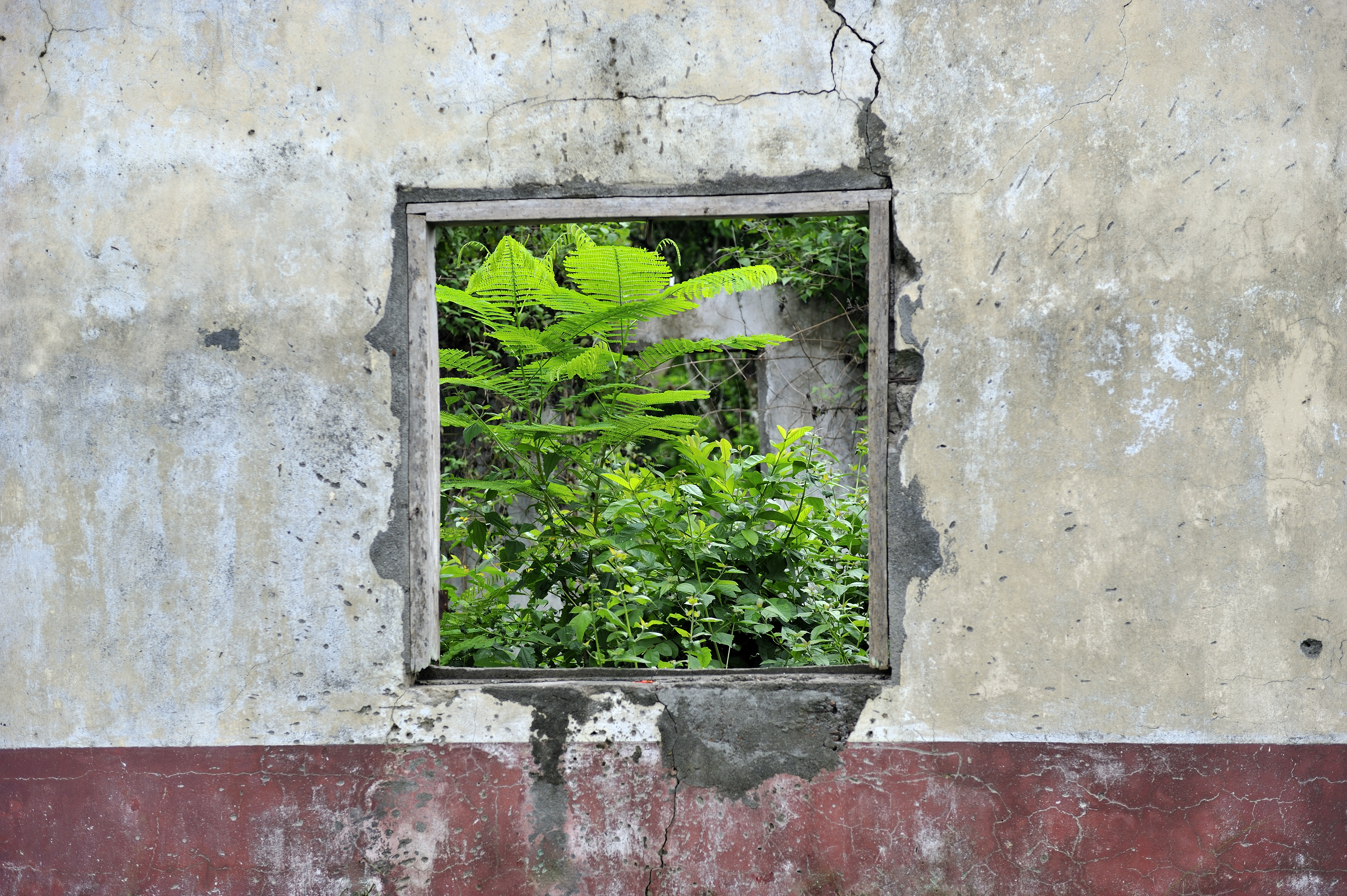 Grön växt i en ram på en mur. 