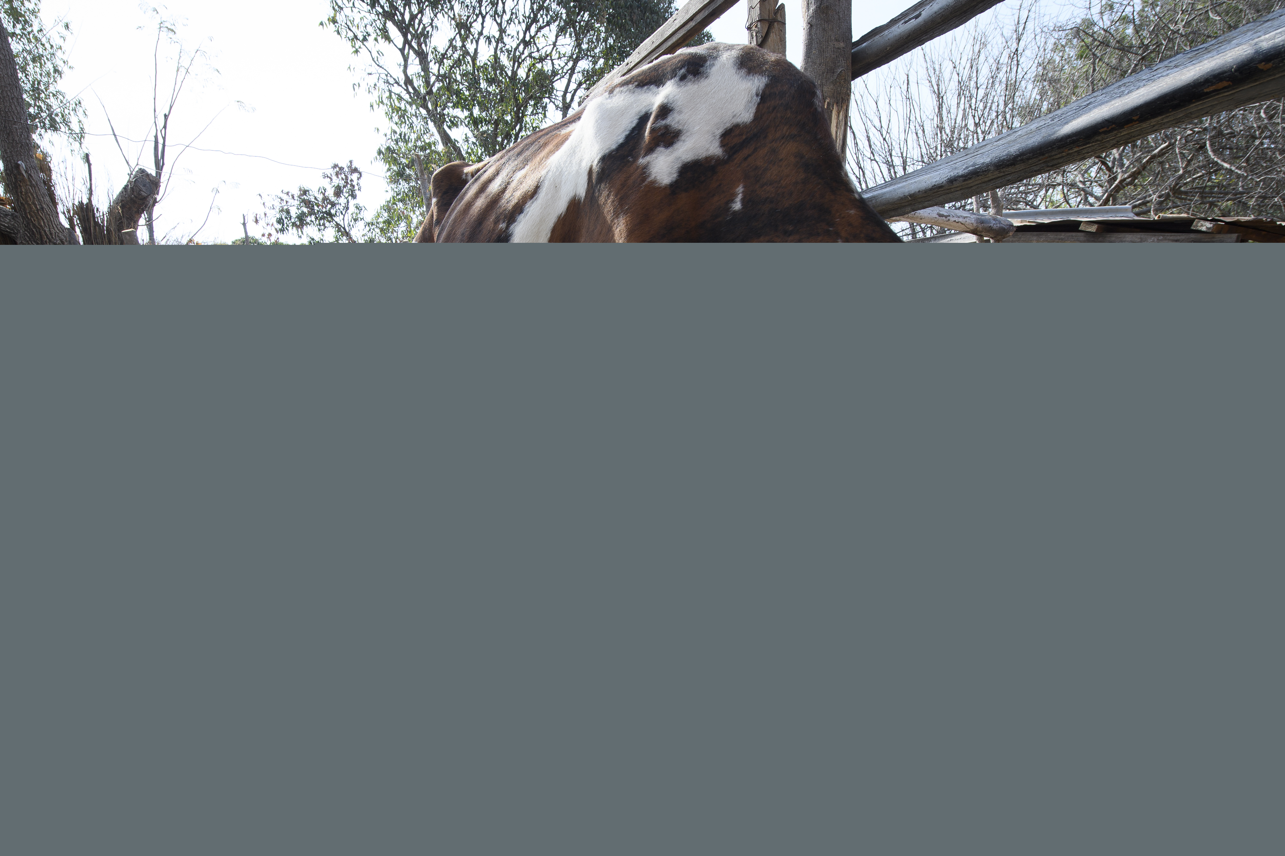 Kvinna sitter på en pall och mjölkar en ko.