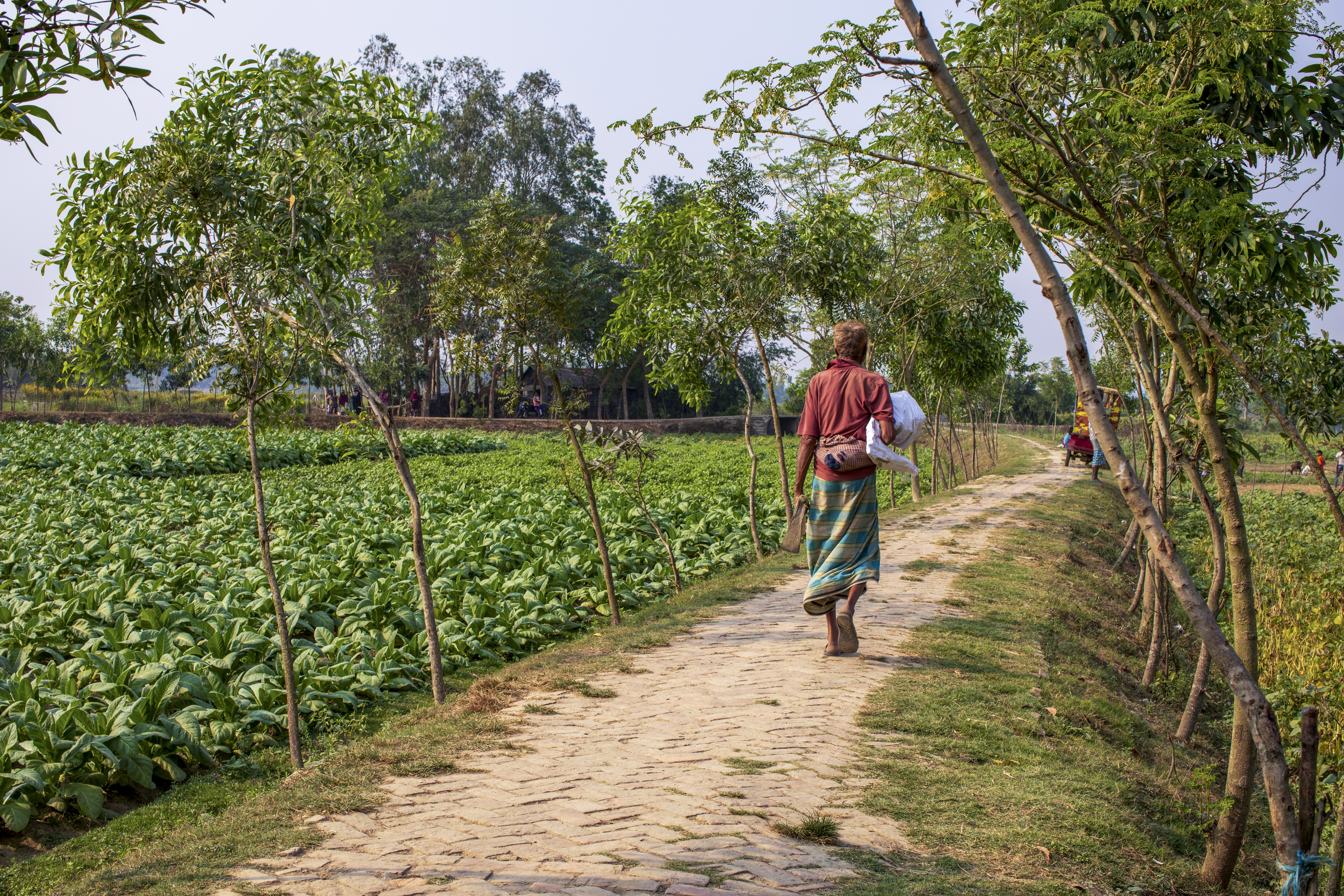 En man går på en smal grusväg, på sidorna syns nyplanterade träd.
